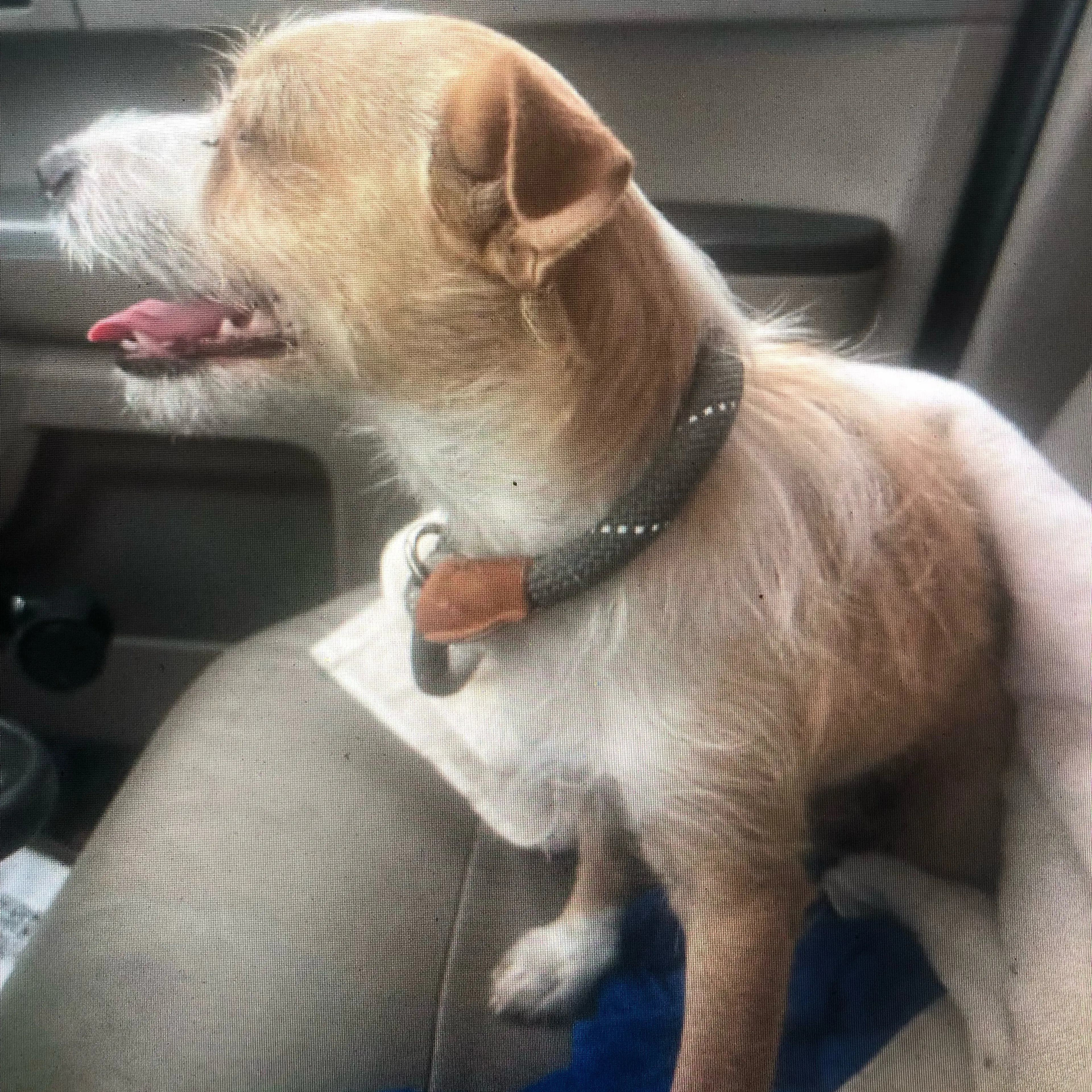 Found pet-1