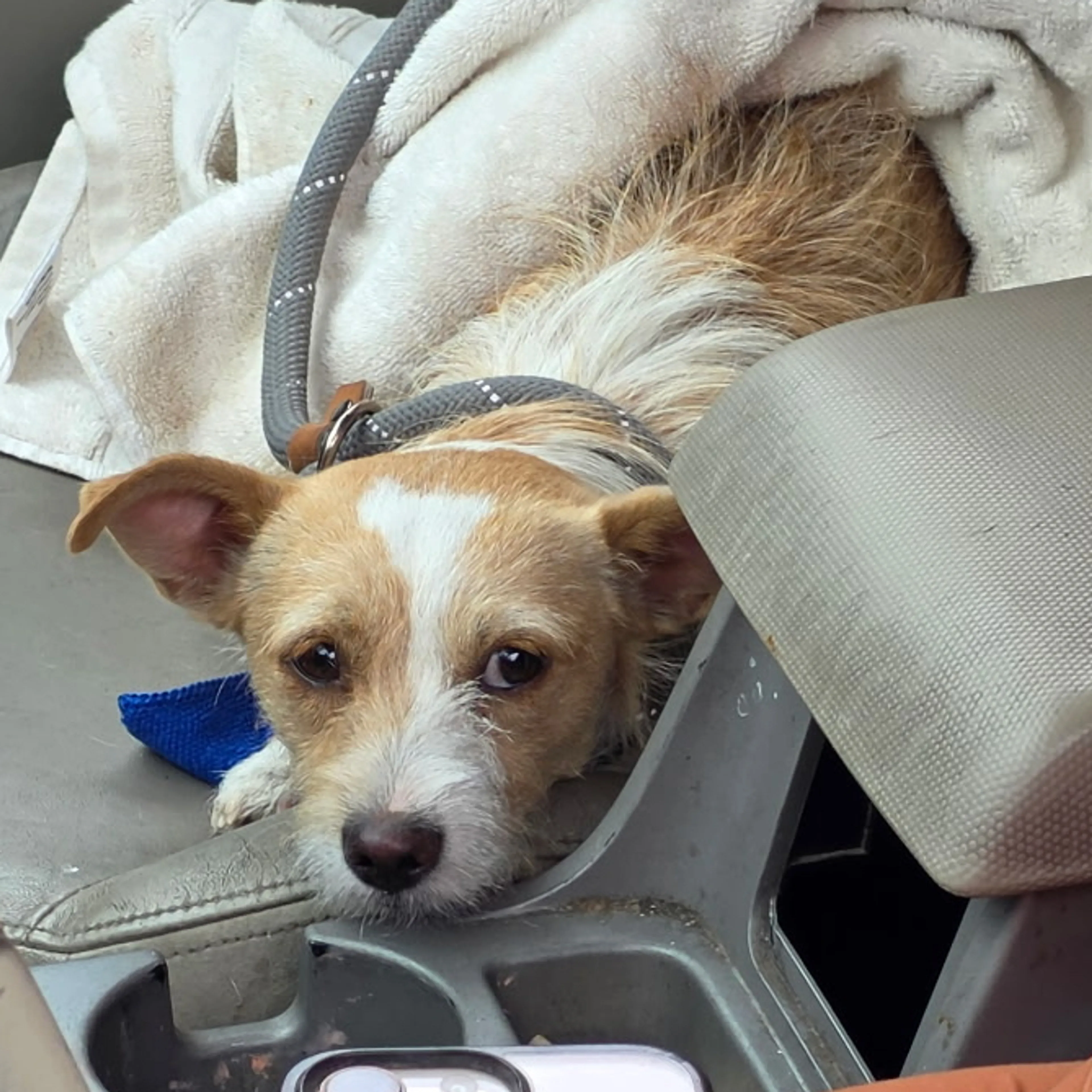 Found pet-2
