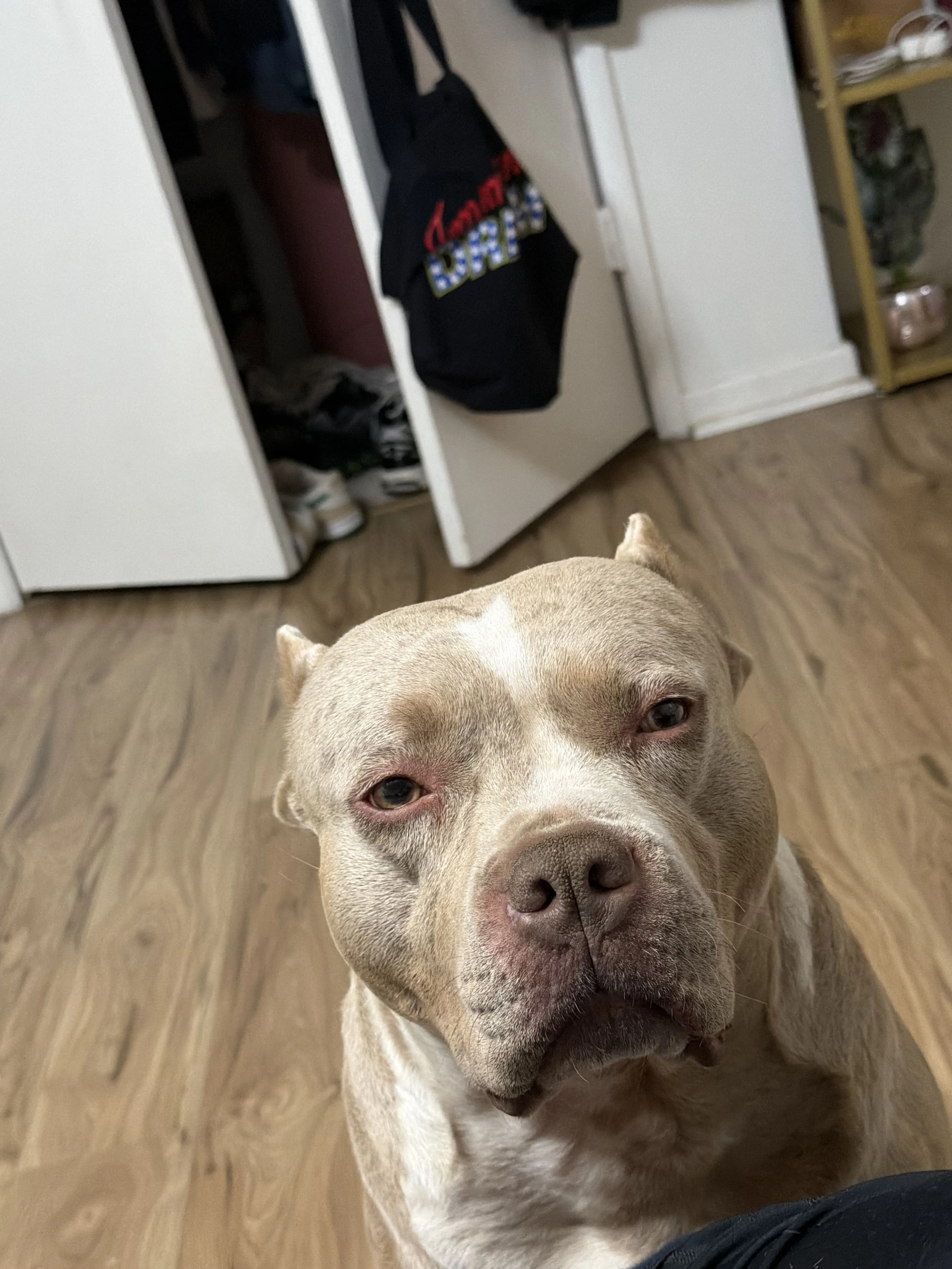 Lost pet