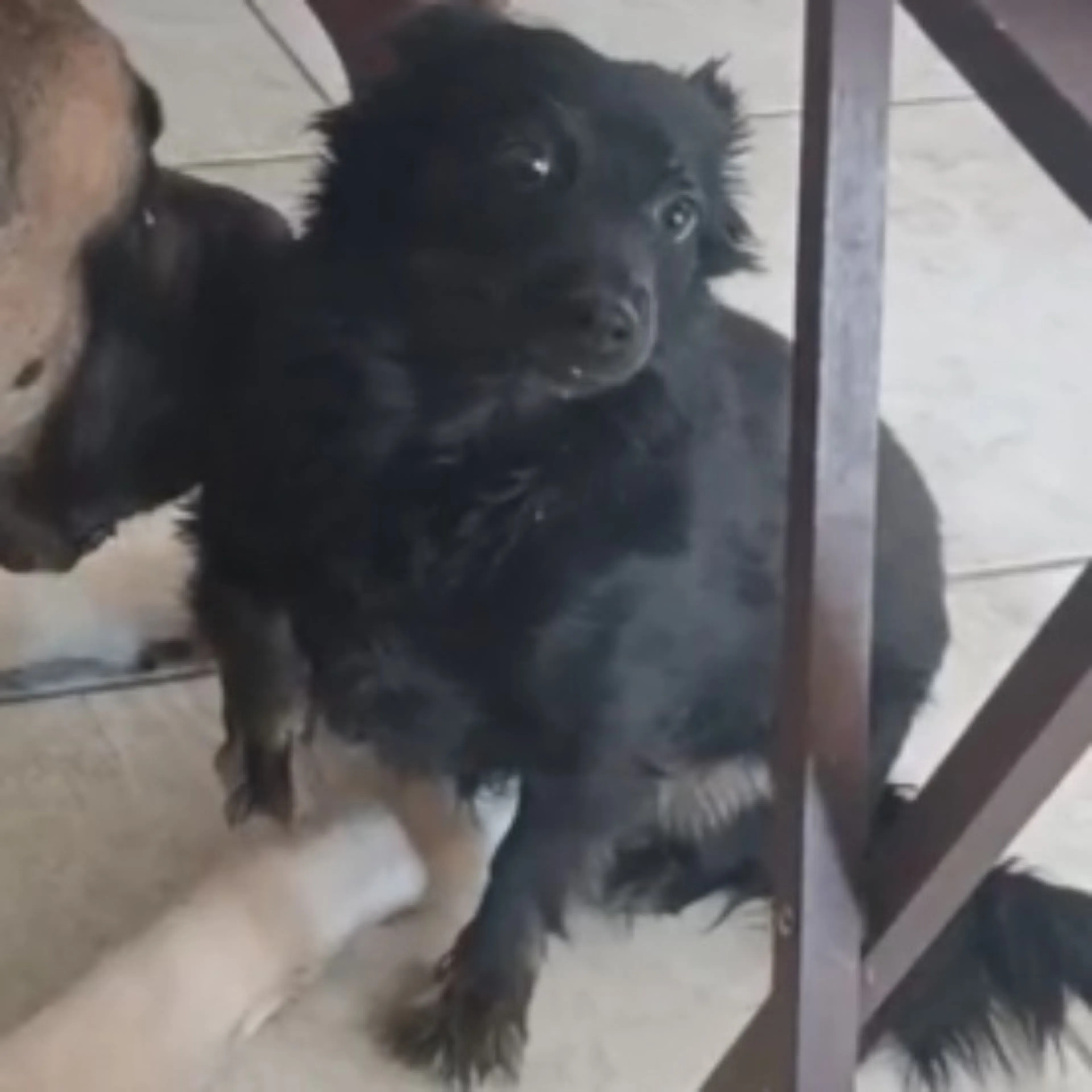 Lost pet