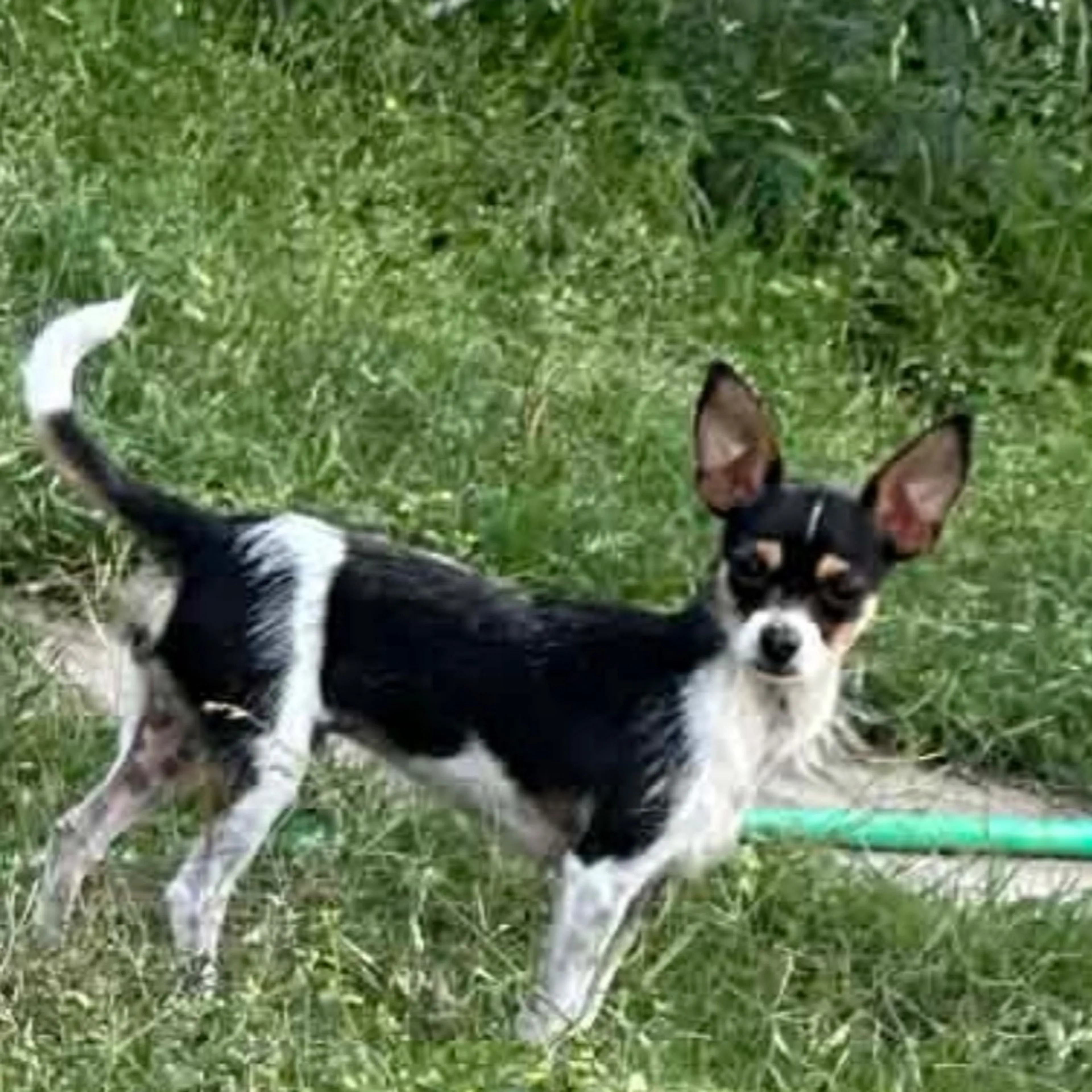 Lost pet