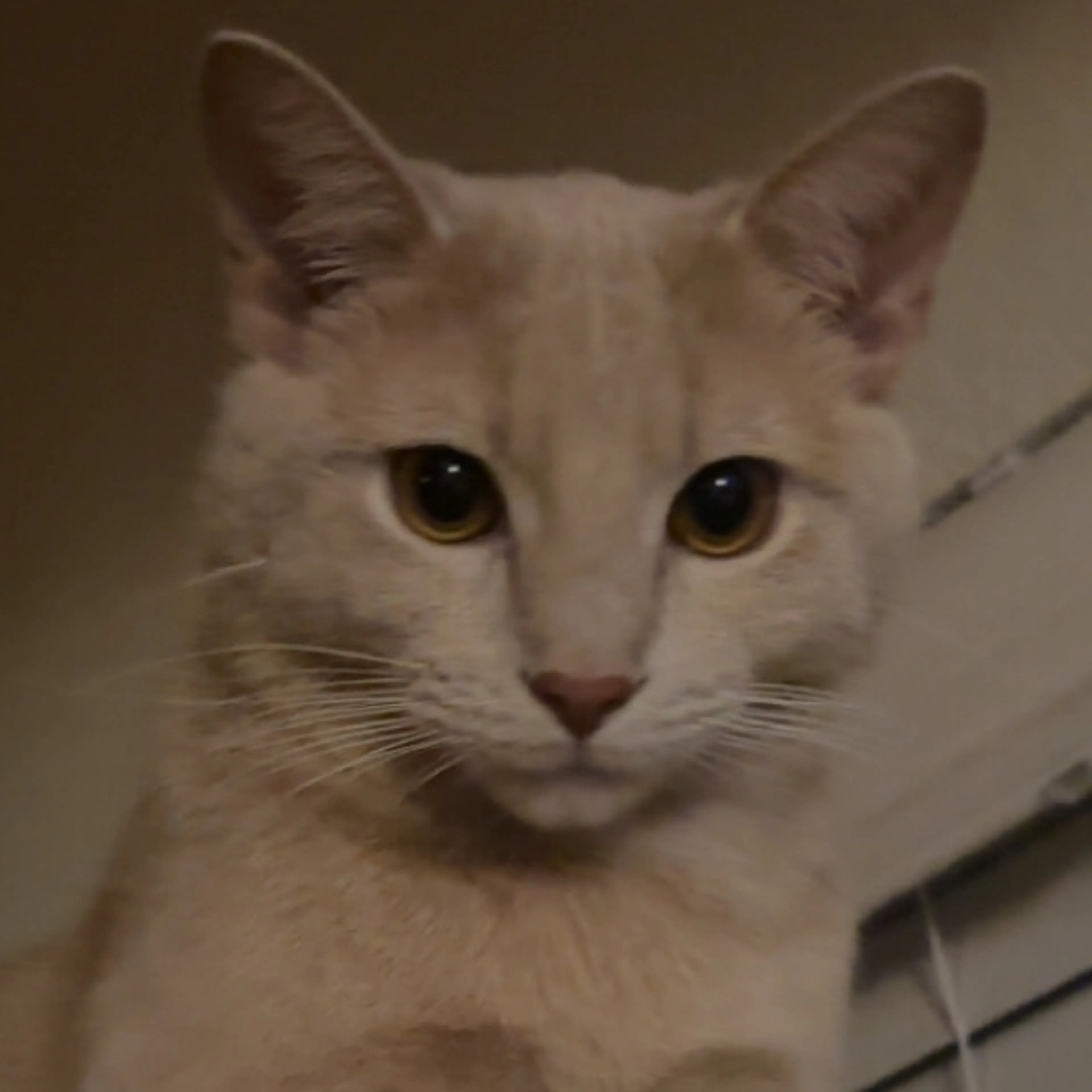 Lost pet-2