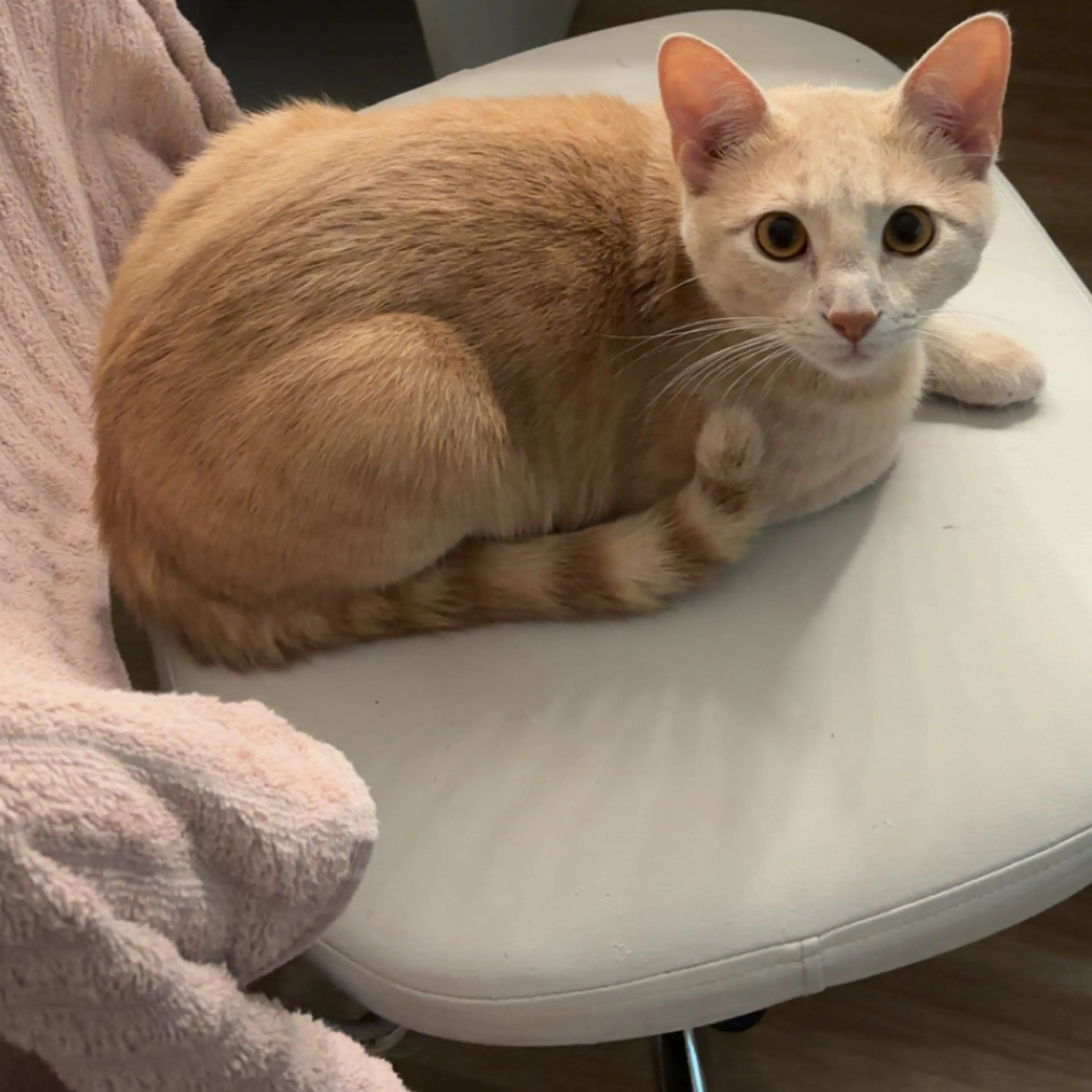 Lost pet-1