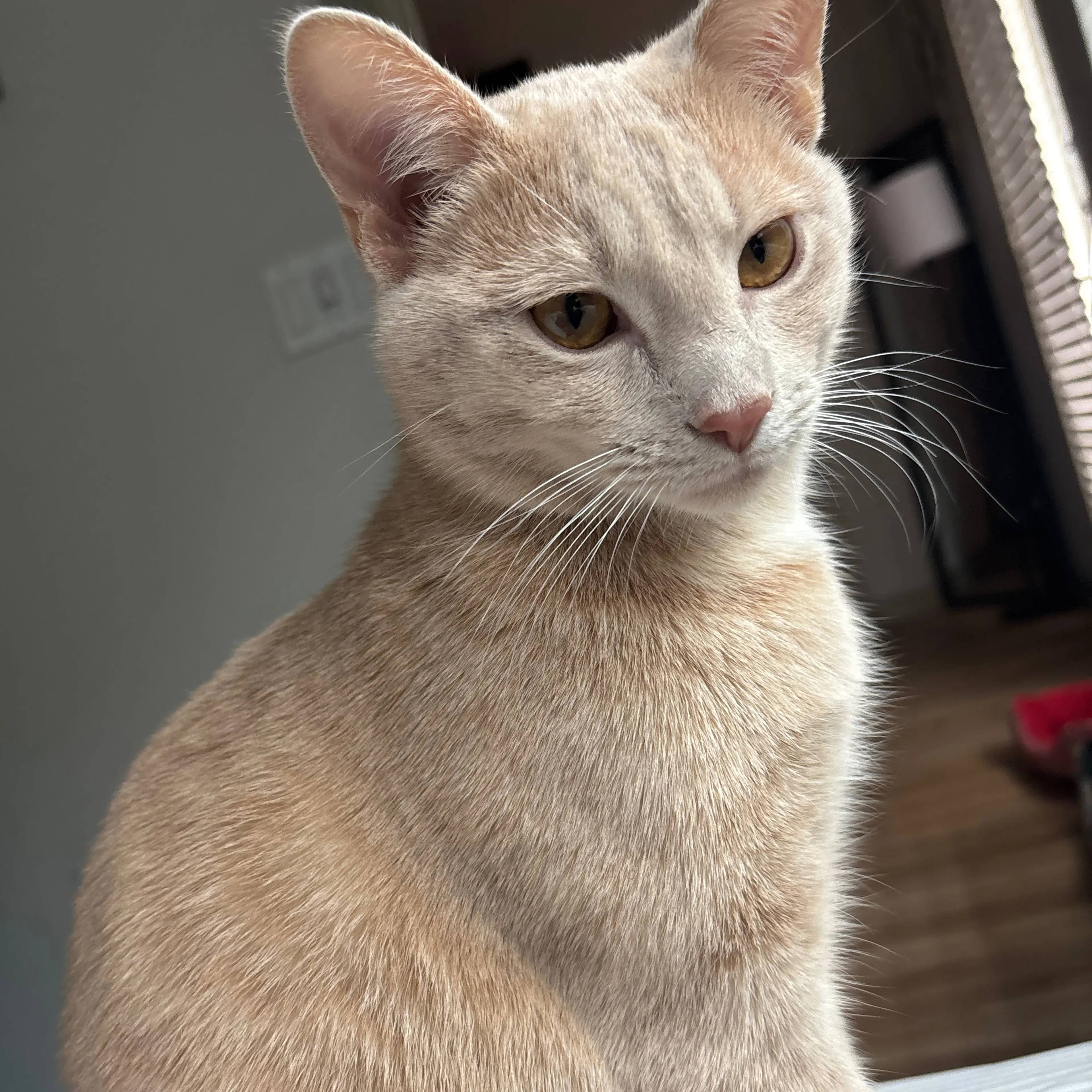 Lost pet-0