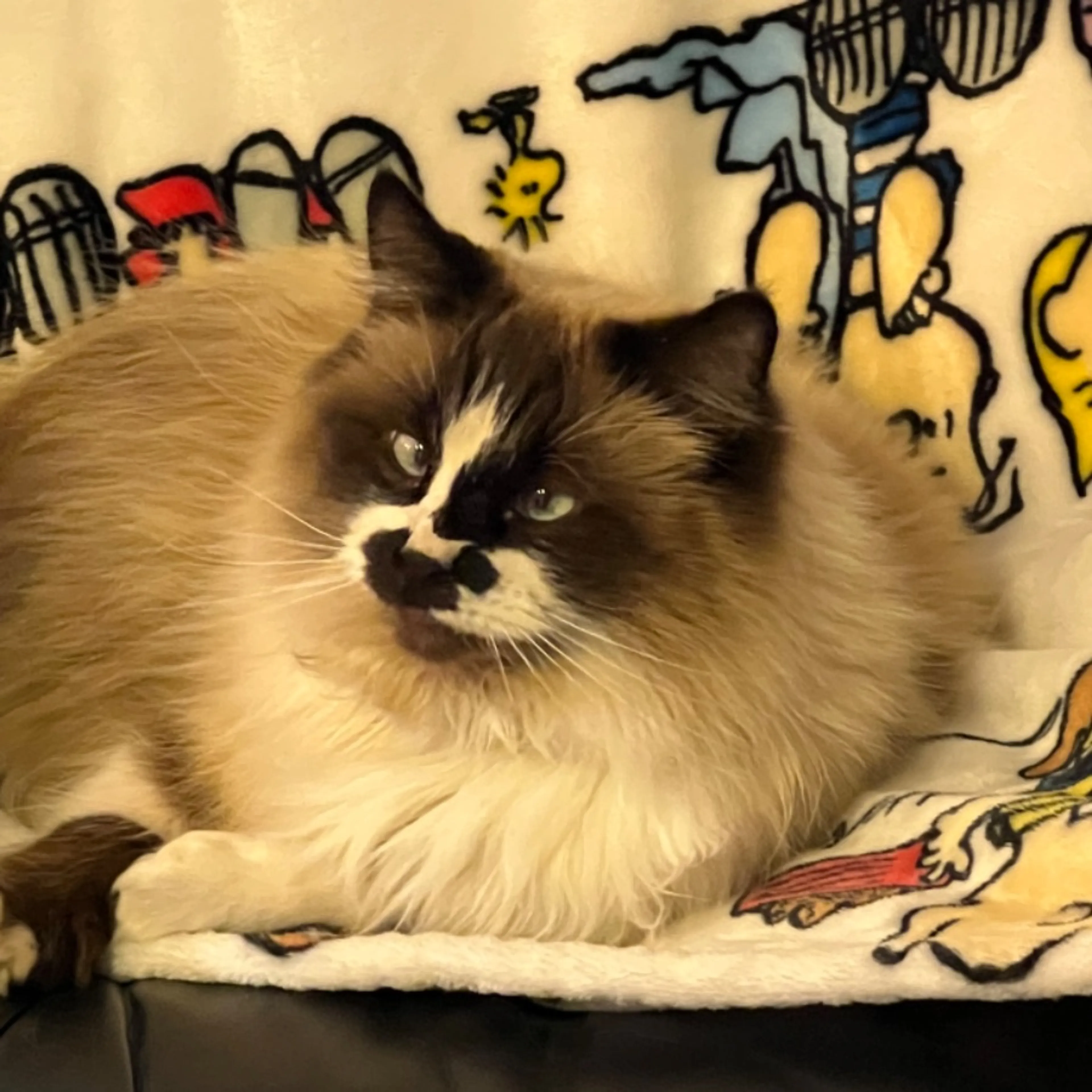 Lost pet