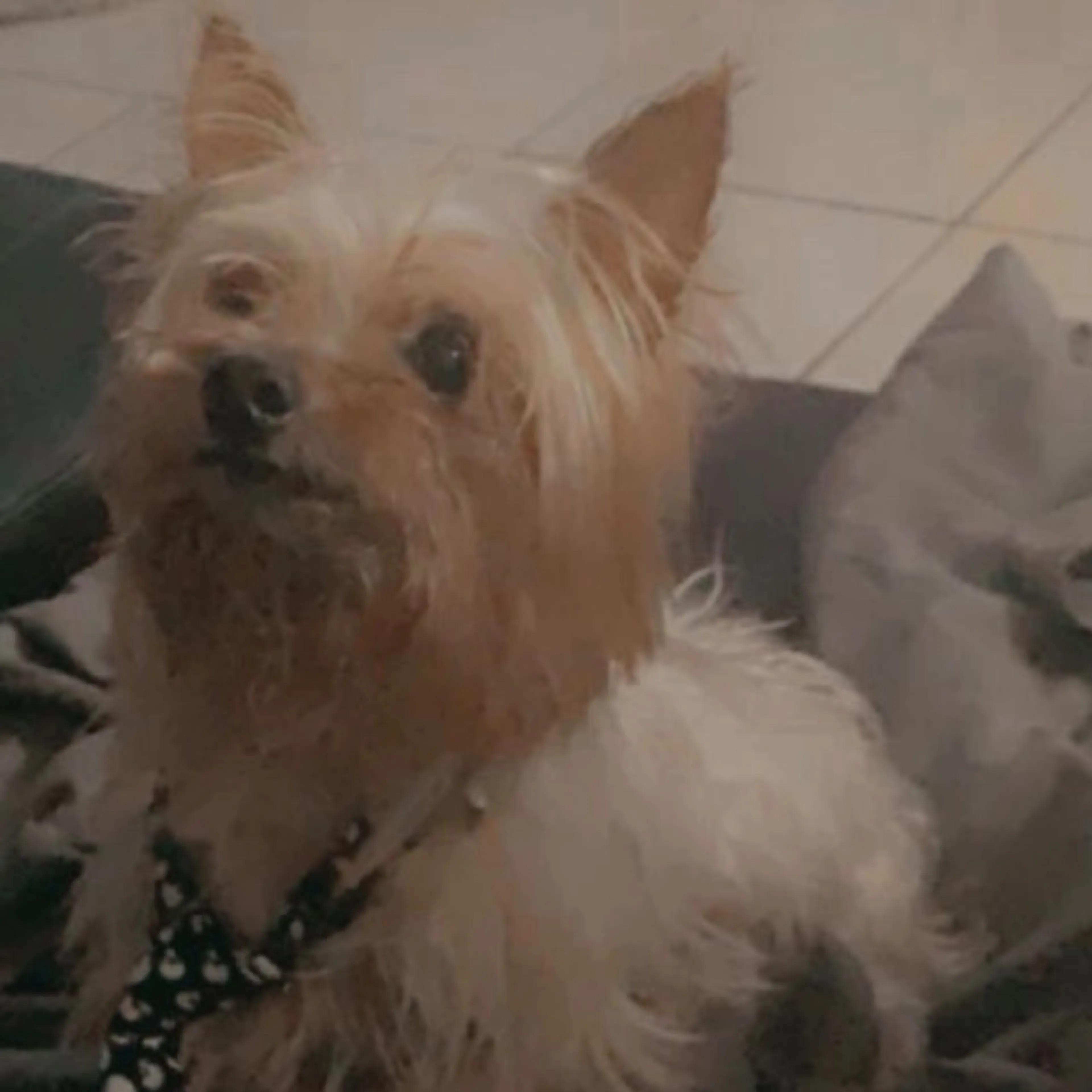 Lost pet
