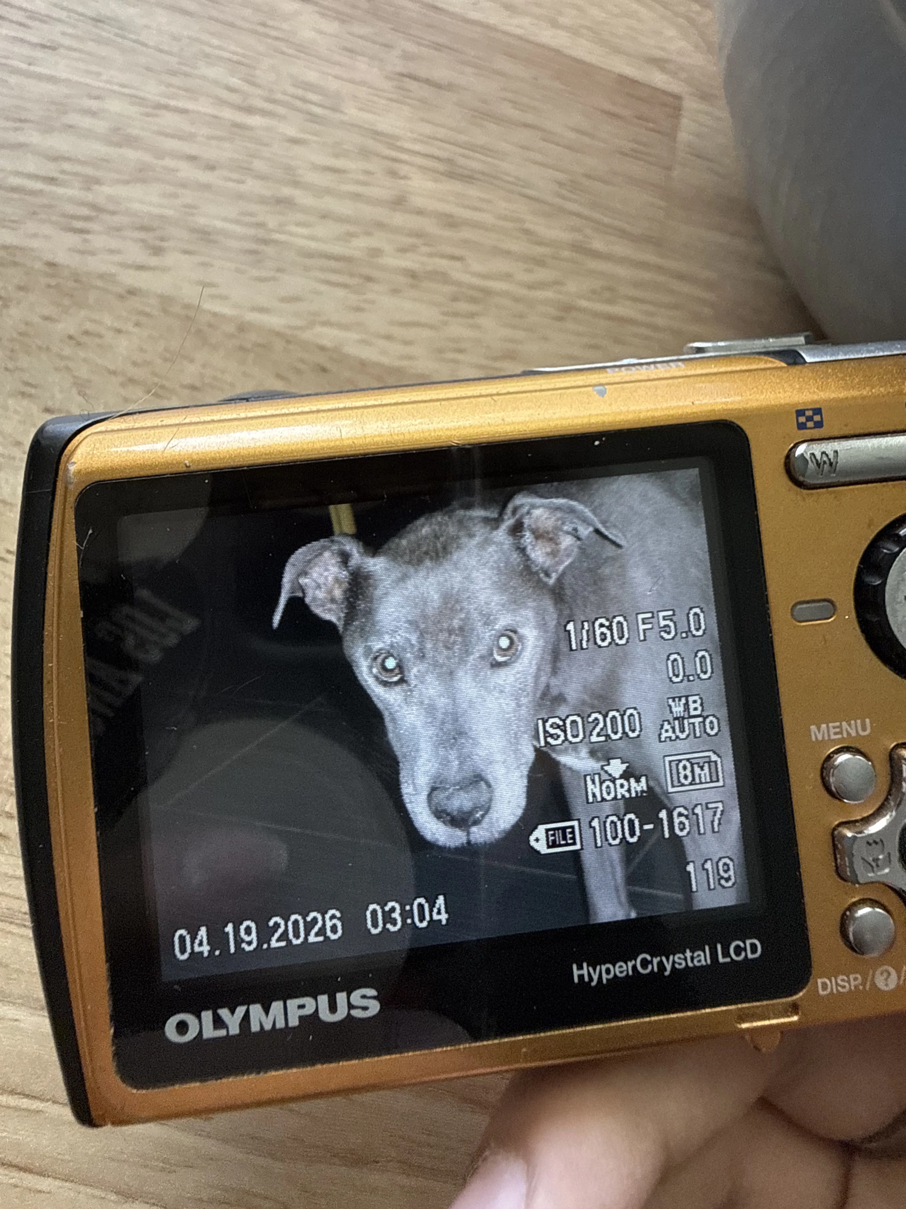 Lost pet-0