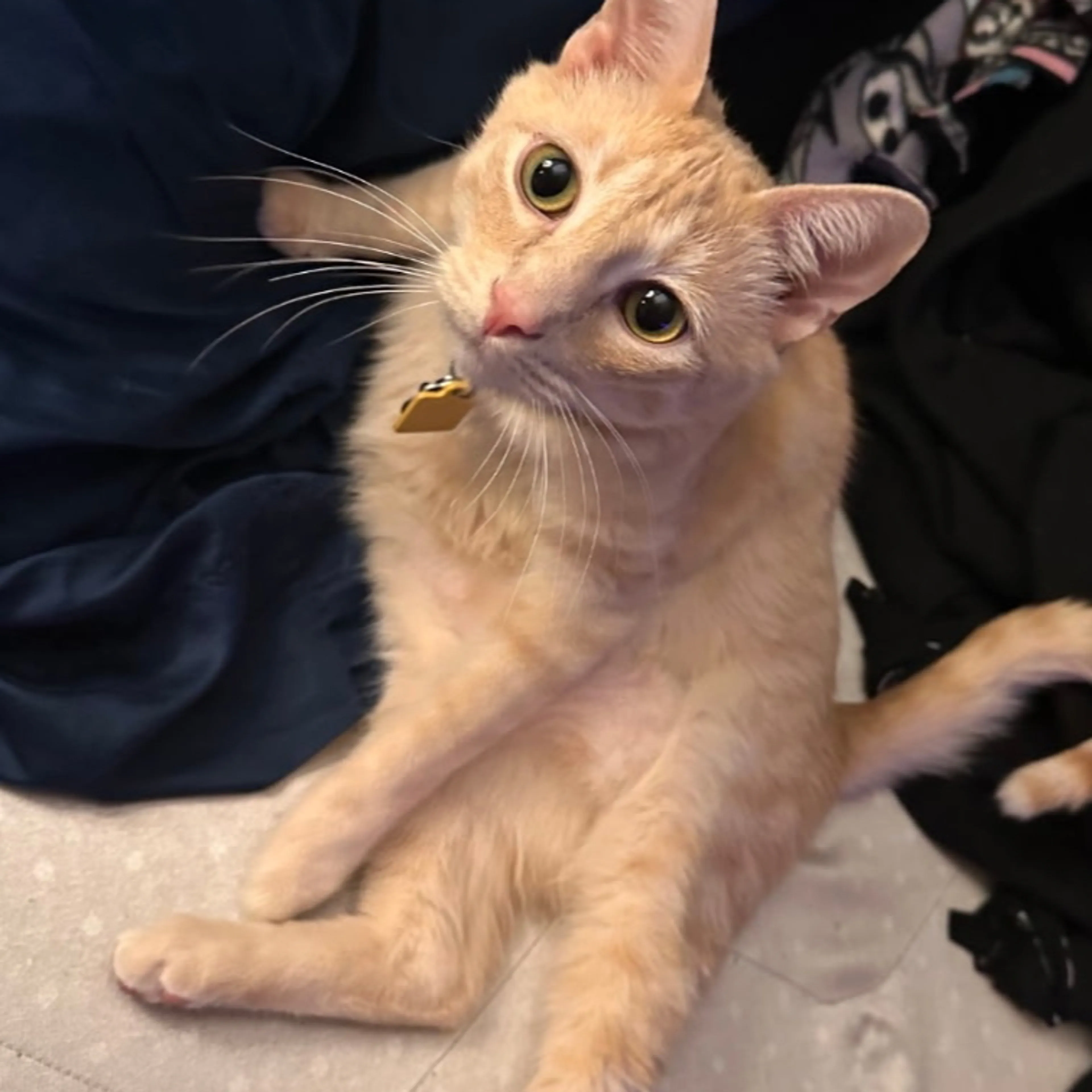 Lost pet-1