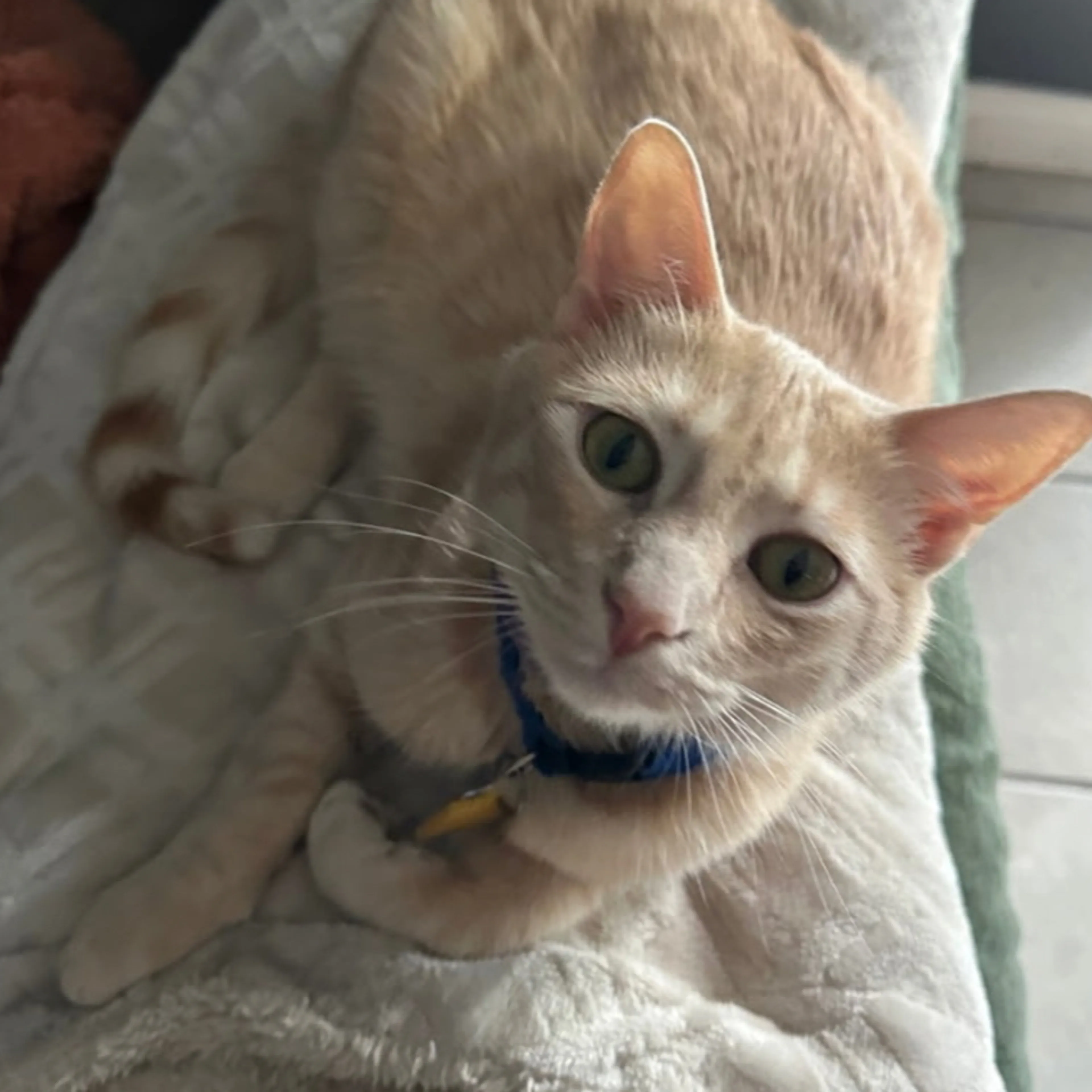 Lost pet-2