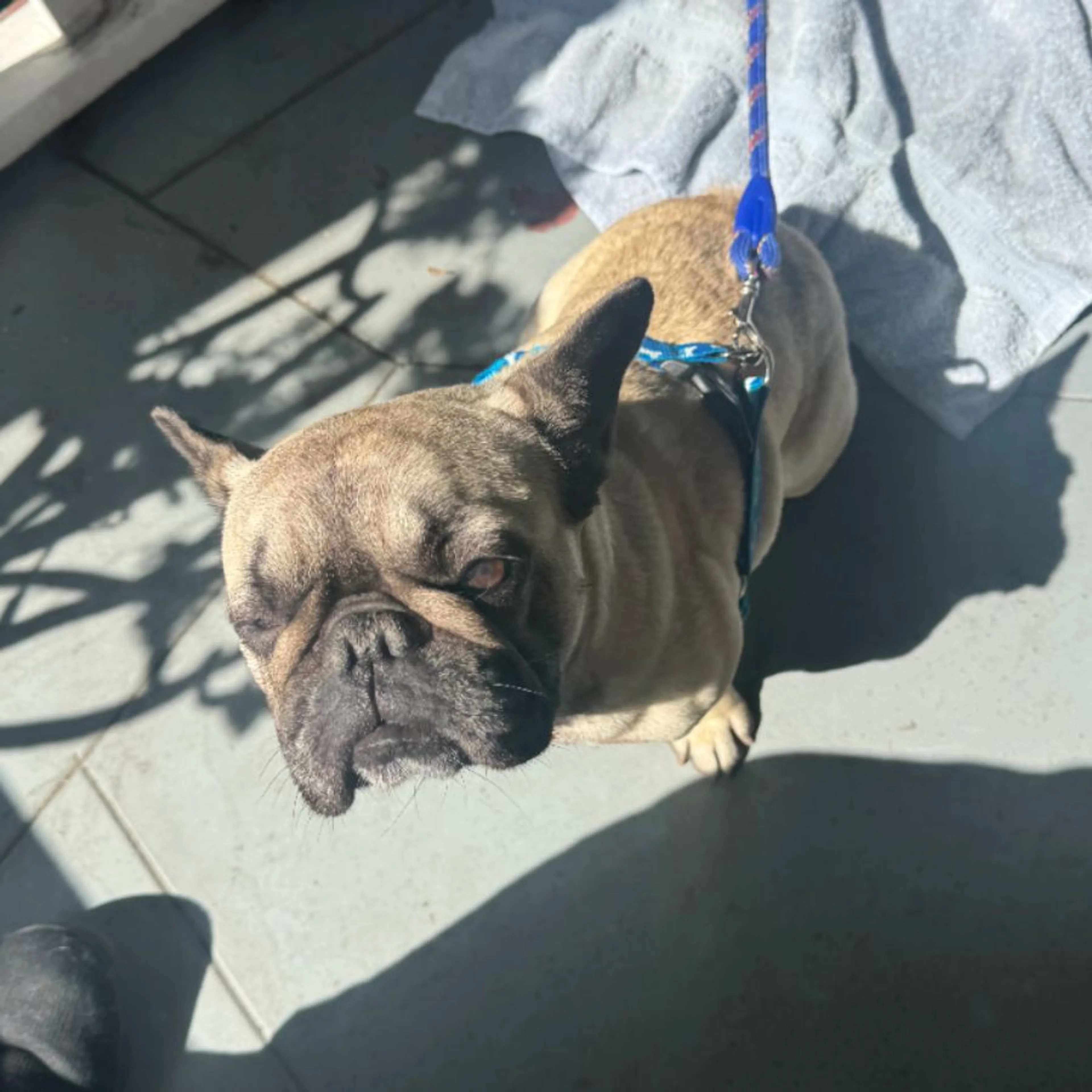 Found pet