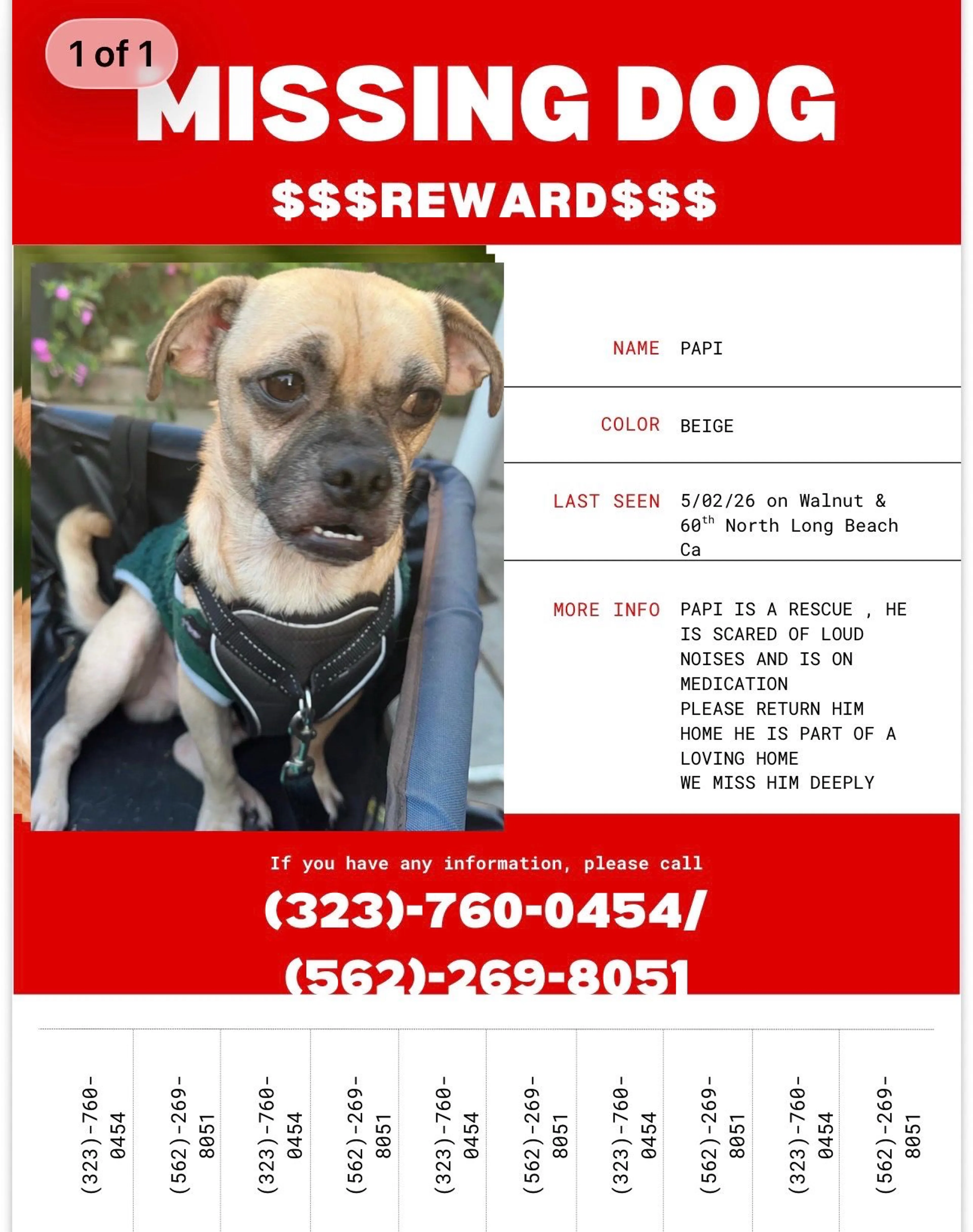 Lost pet