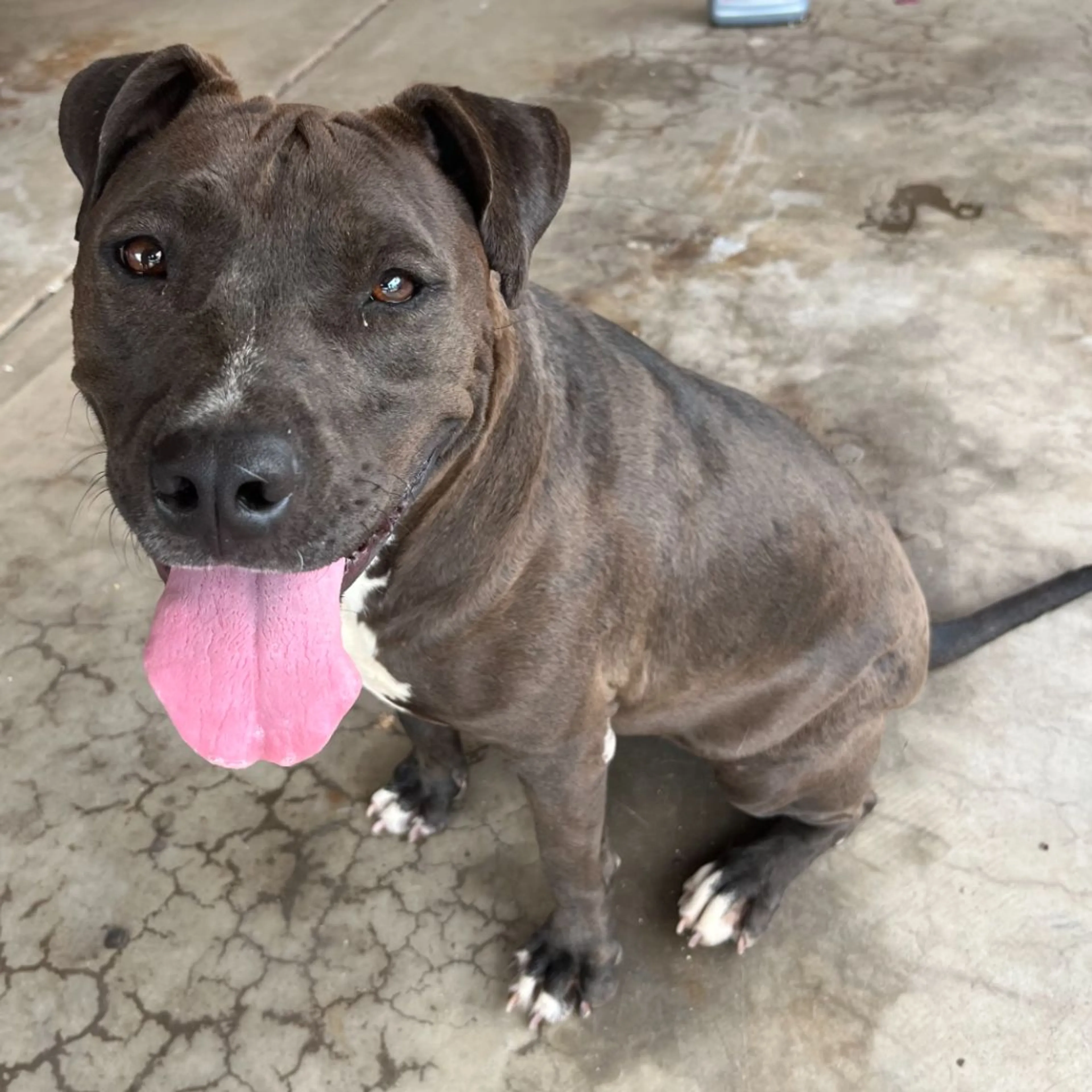 Found pet