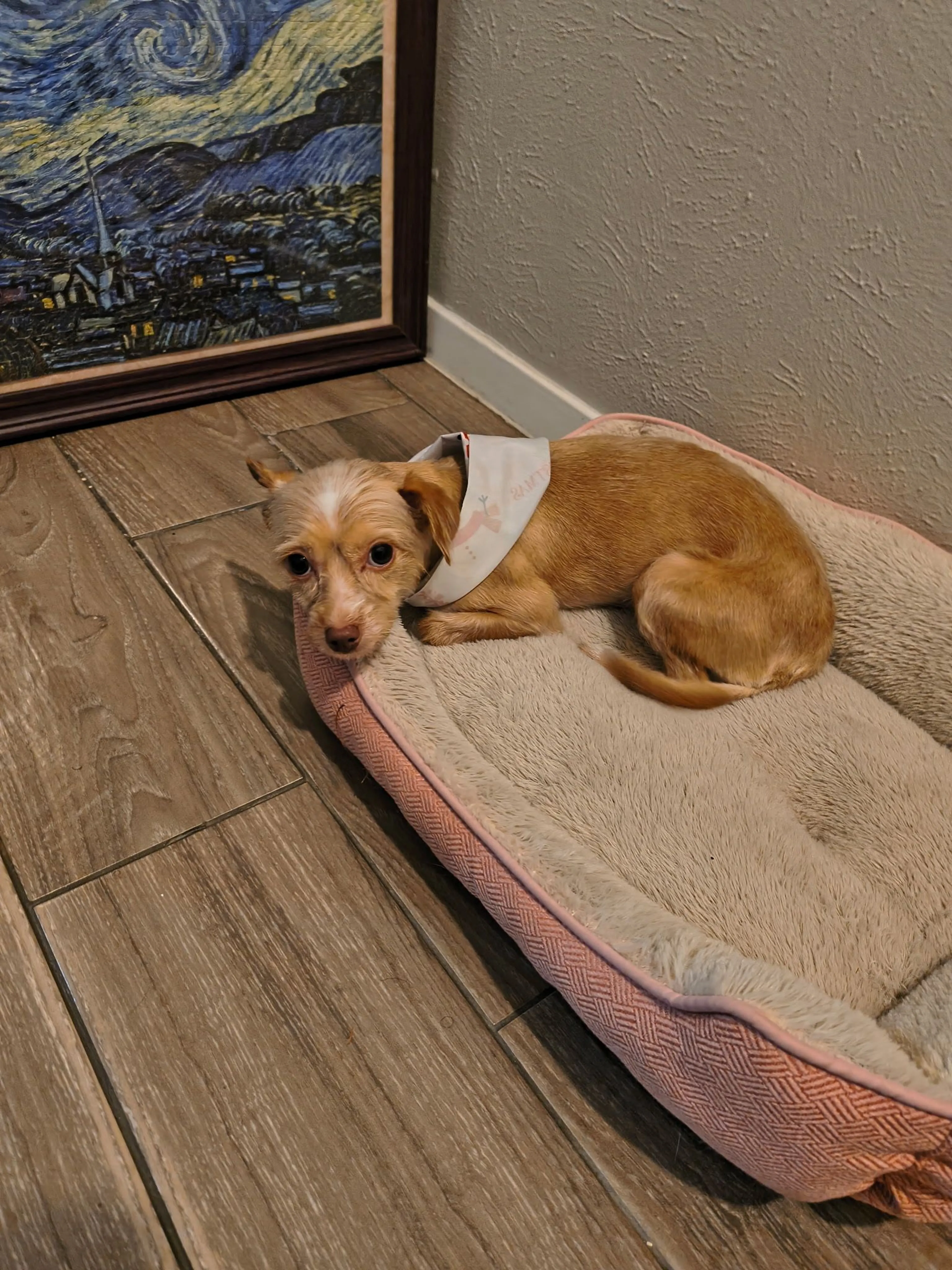 Lost pet-1