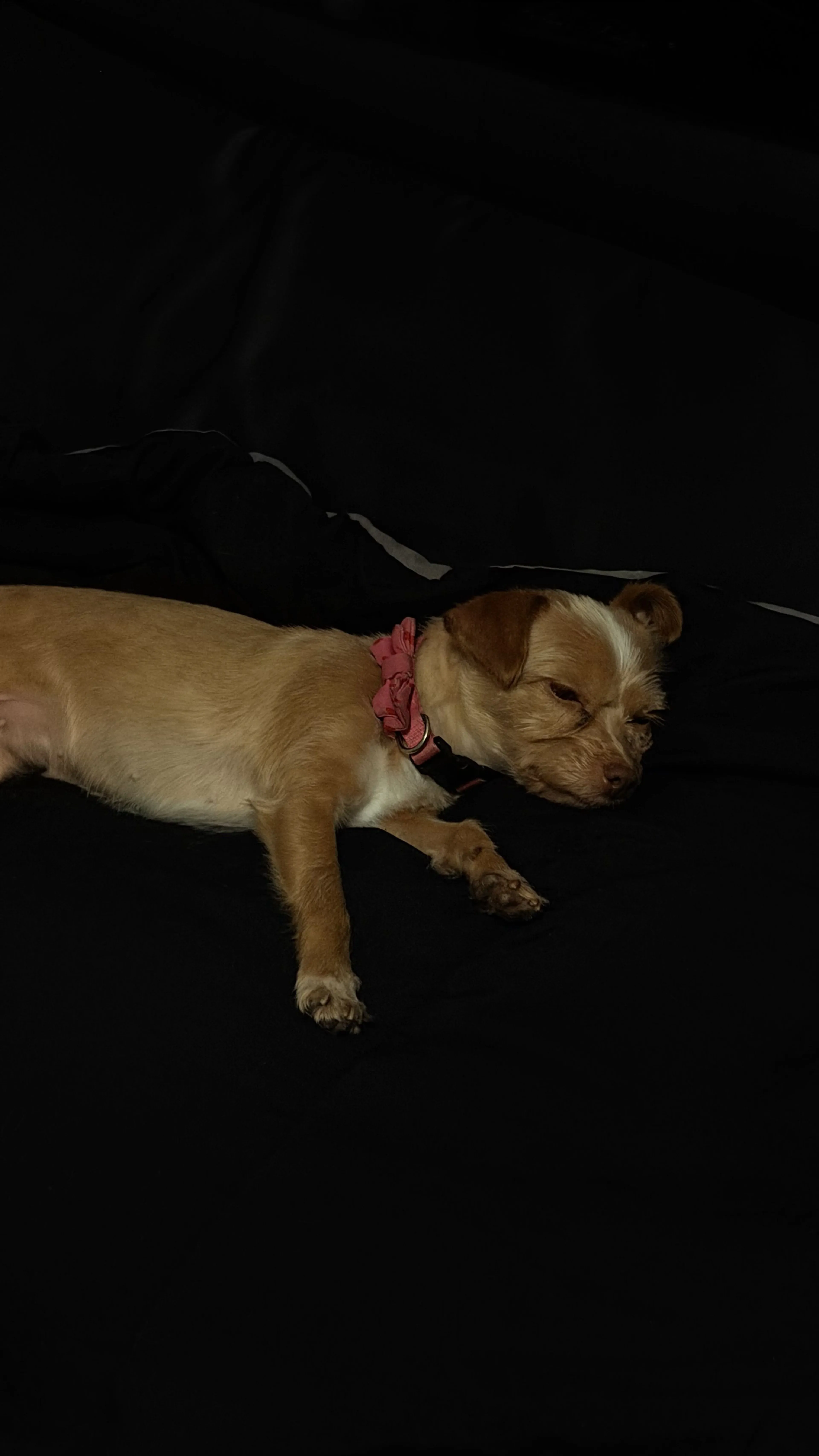 Lost pet-2