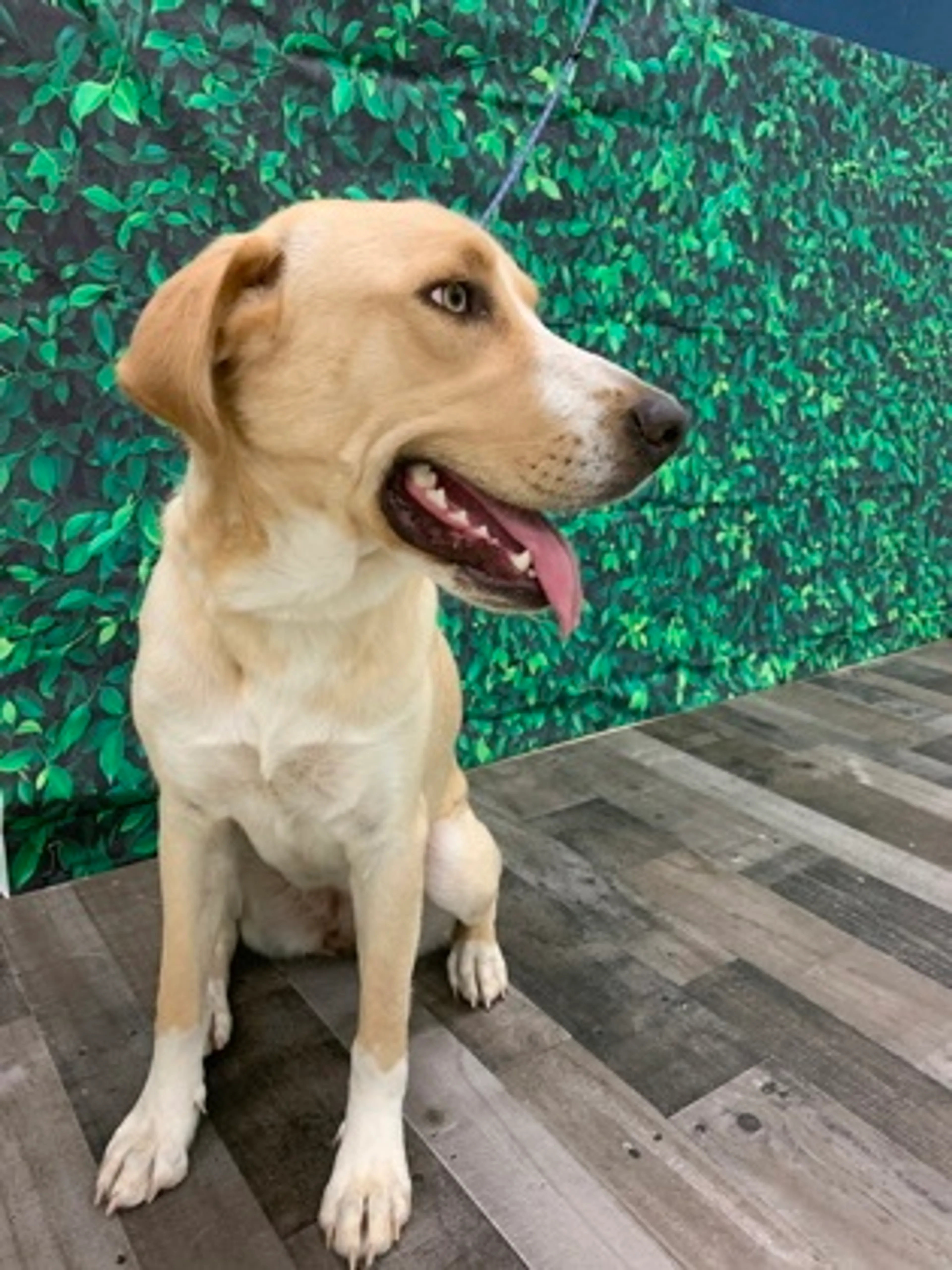 Found pet-1