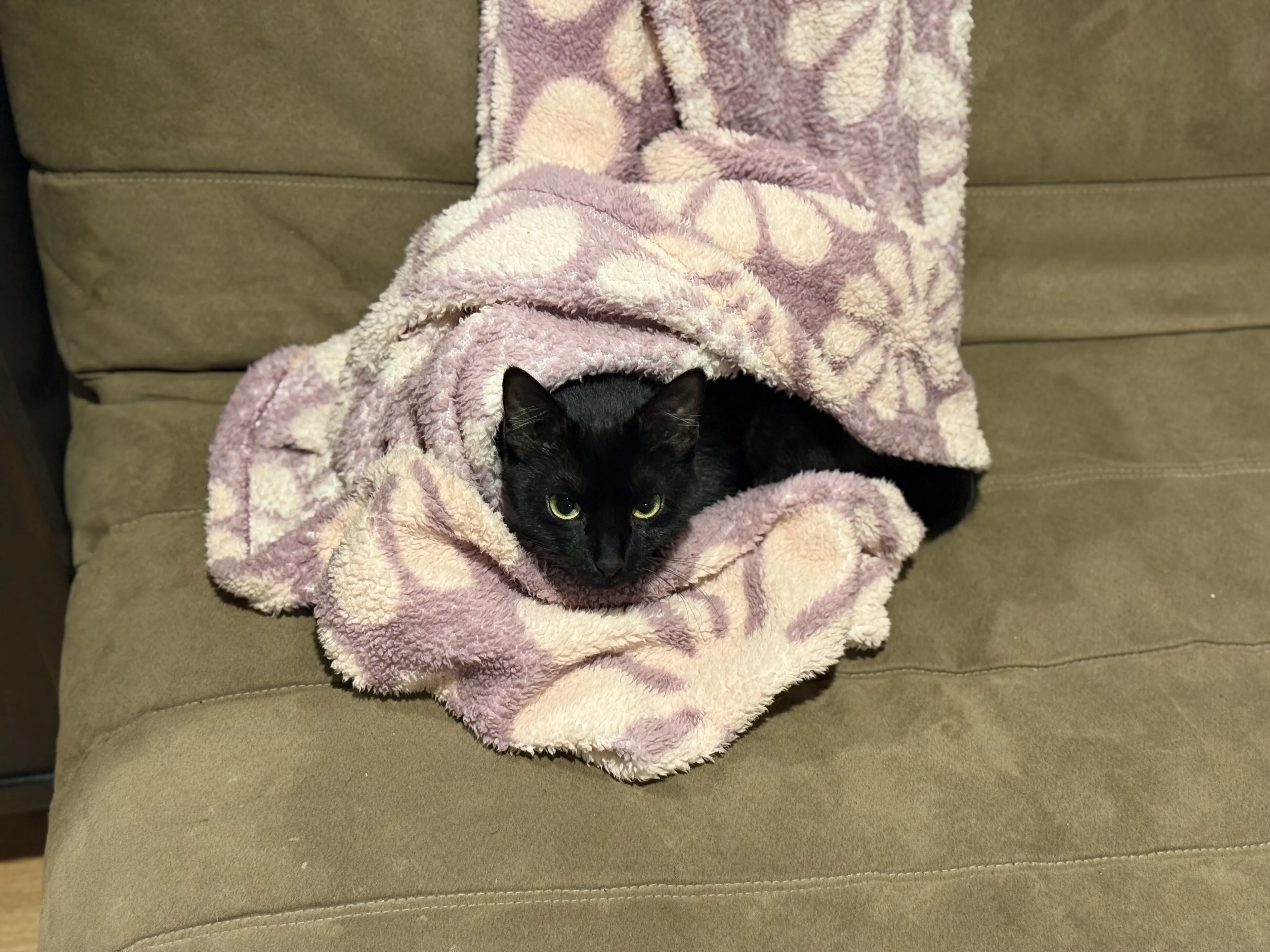 Lost pet-1