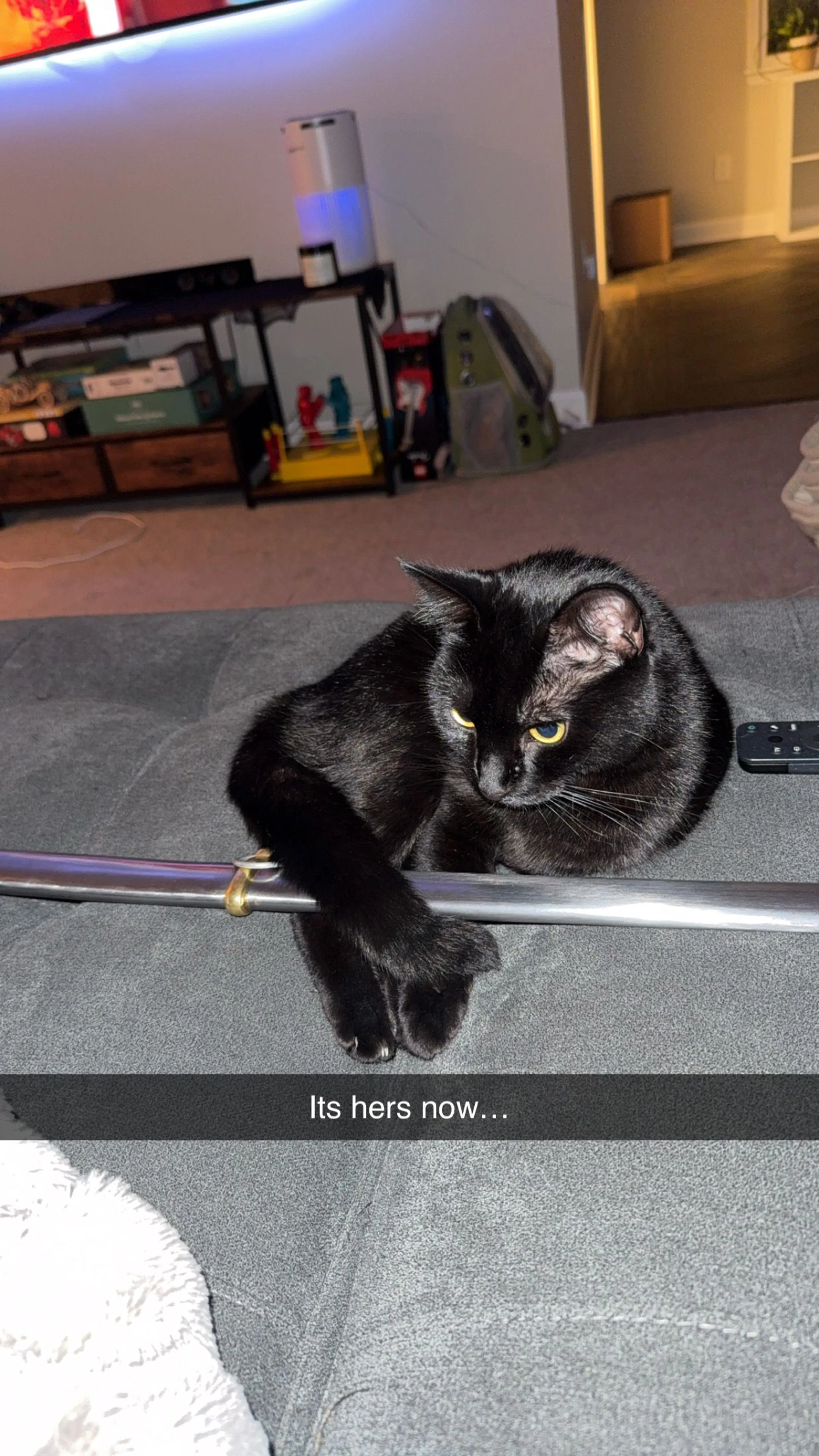 Lost pet-2