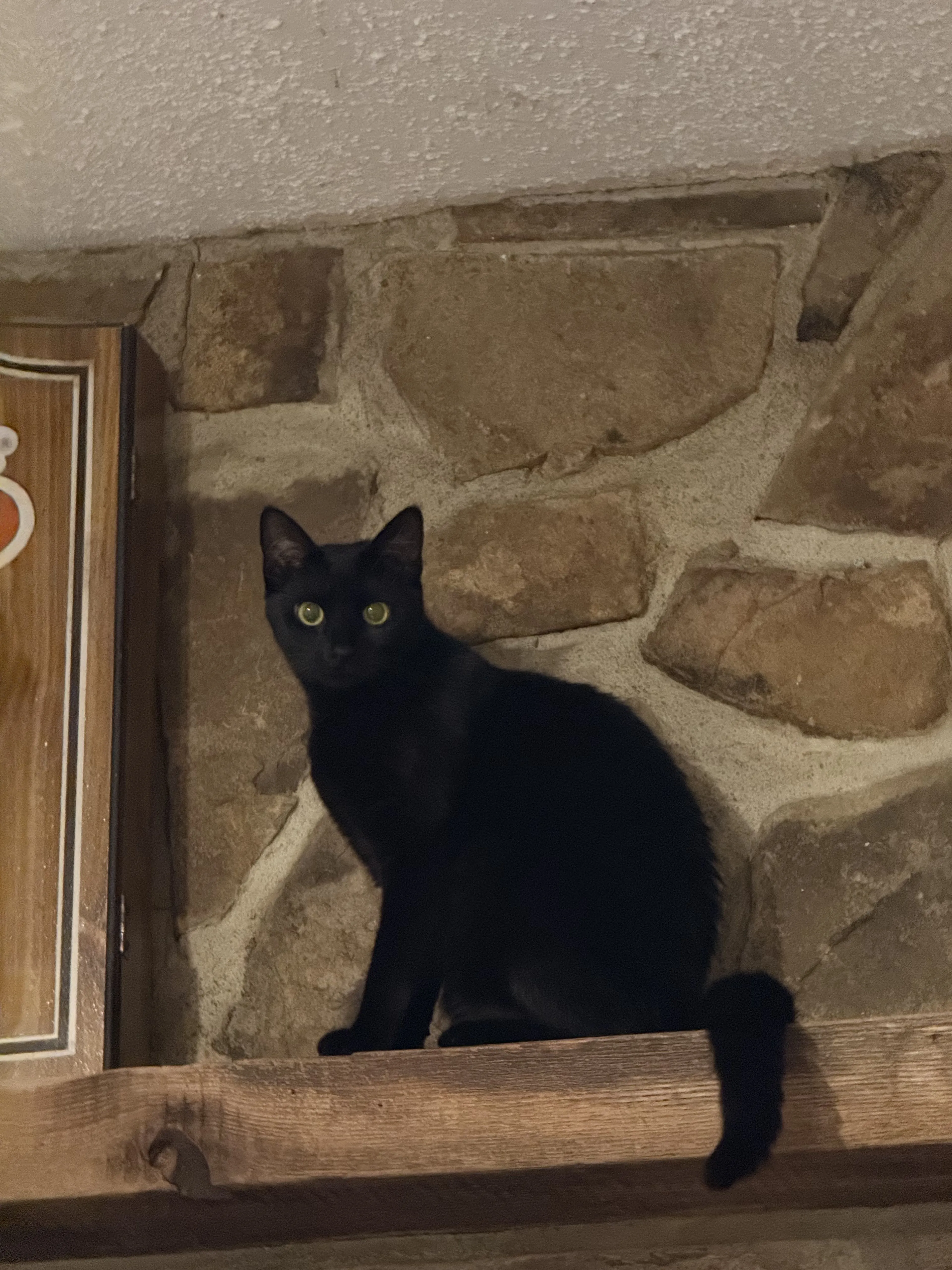 Lost pet-3