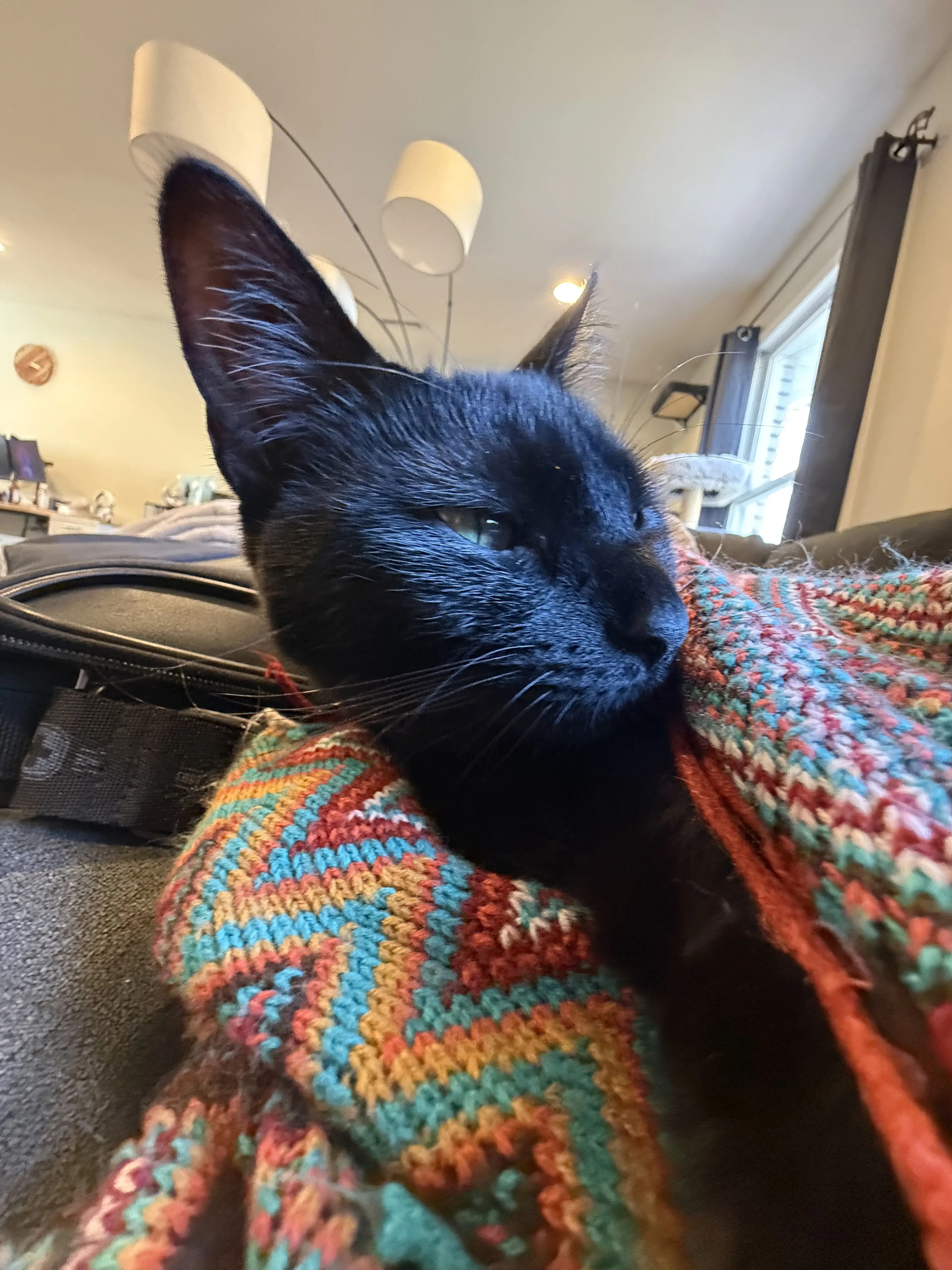 Lost pet-0