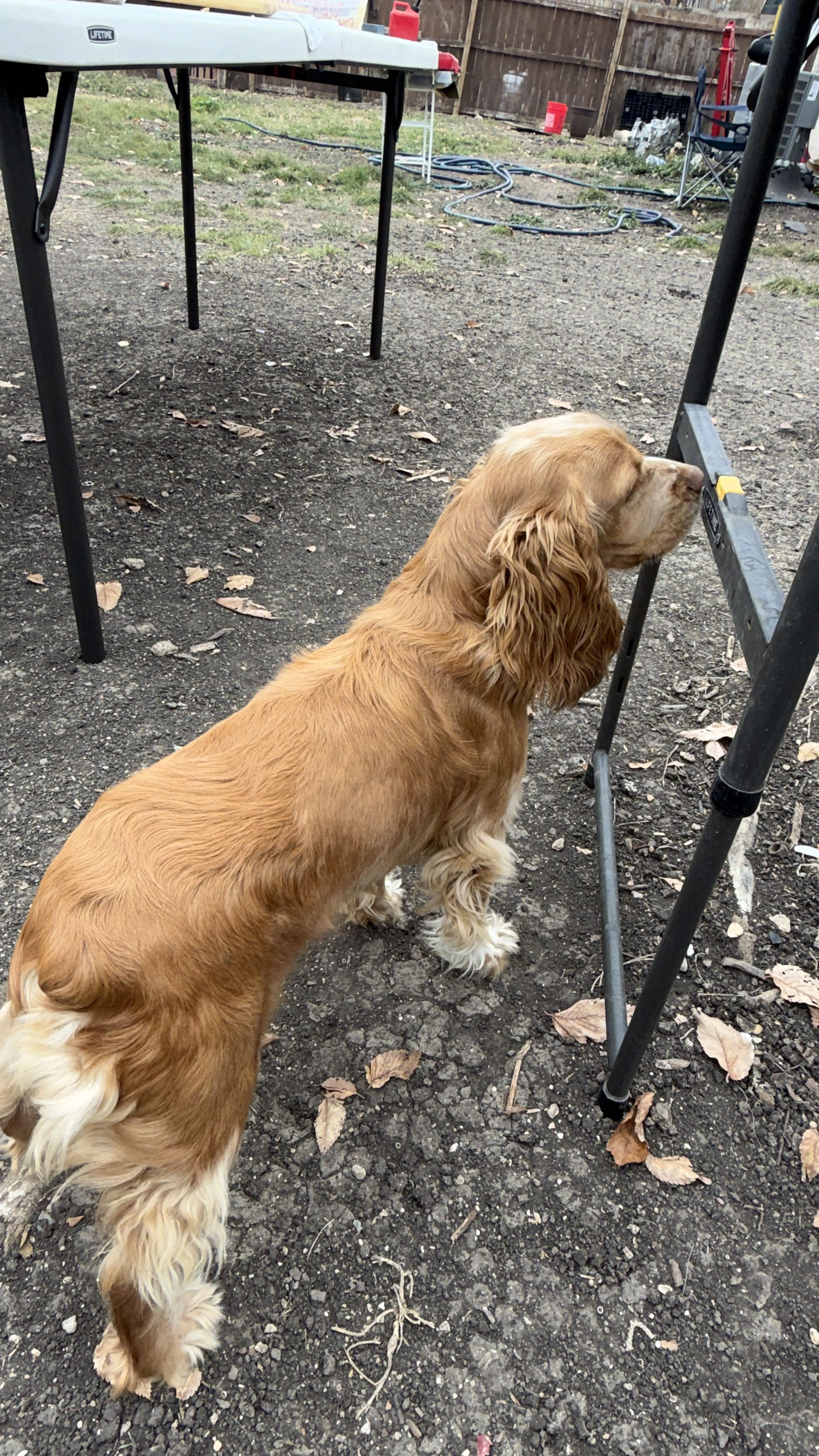 Lost pet-1