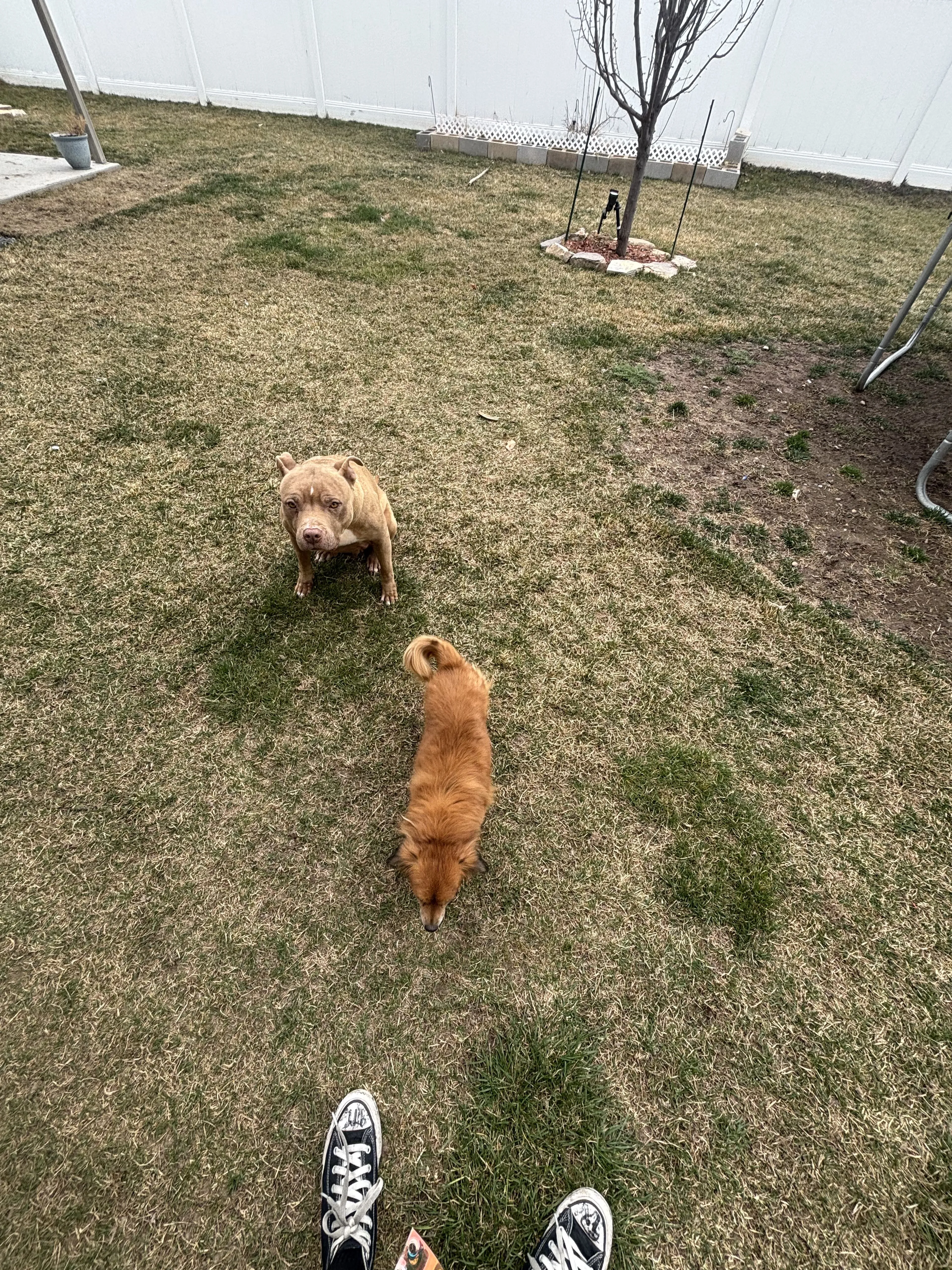 Lost pet