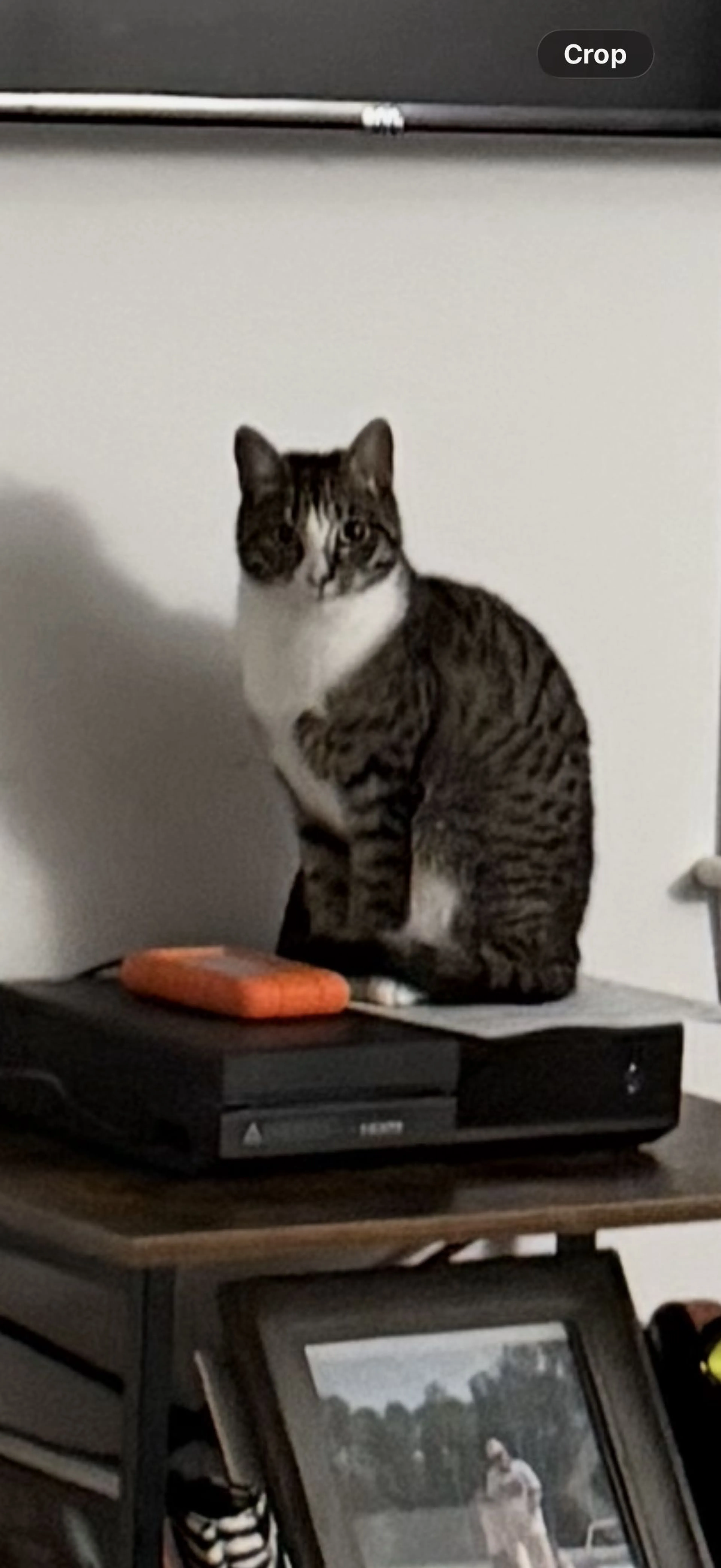 Lost pet