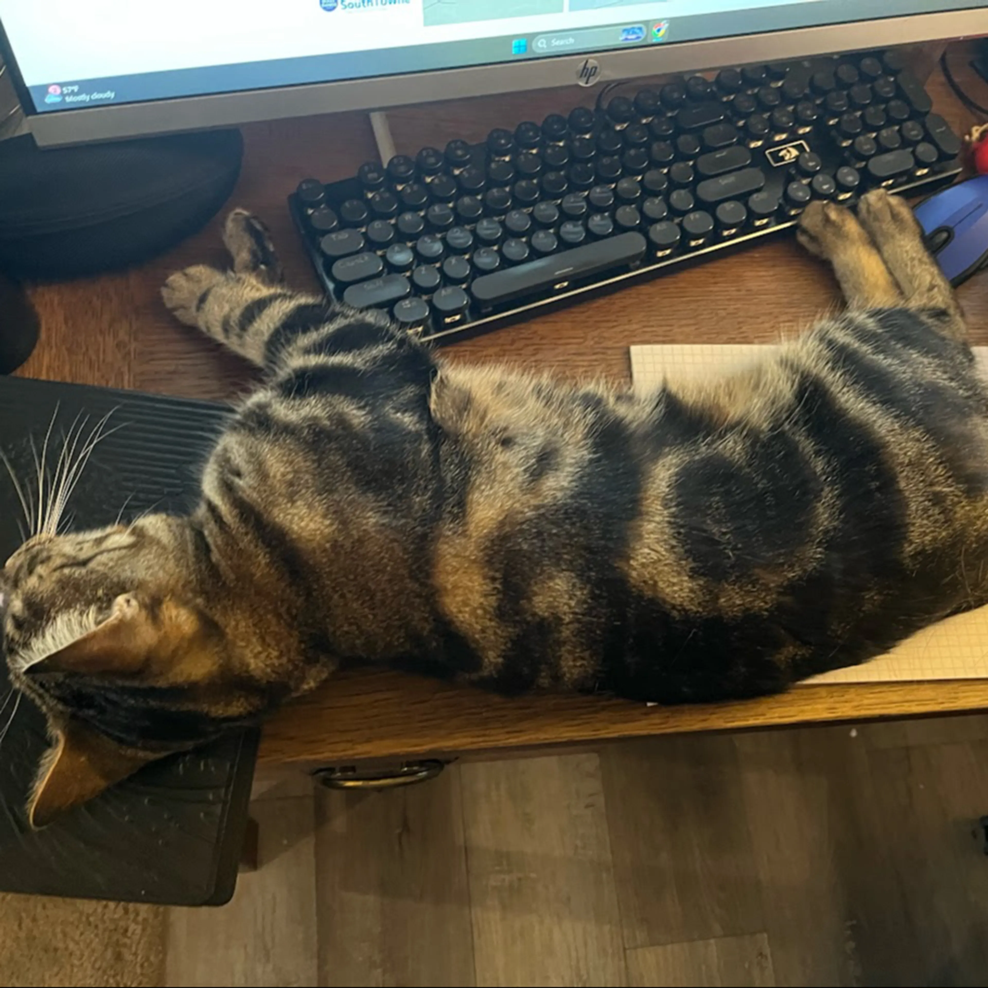 Lost pet-3