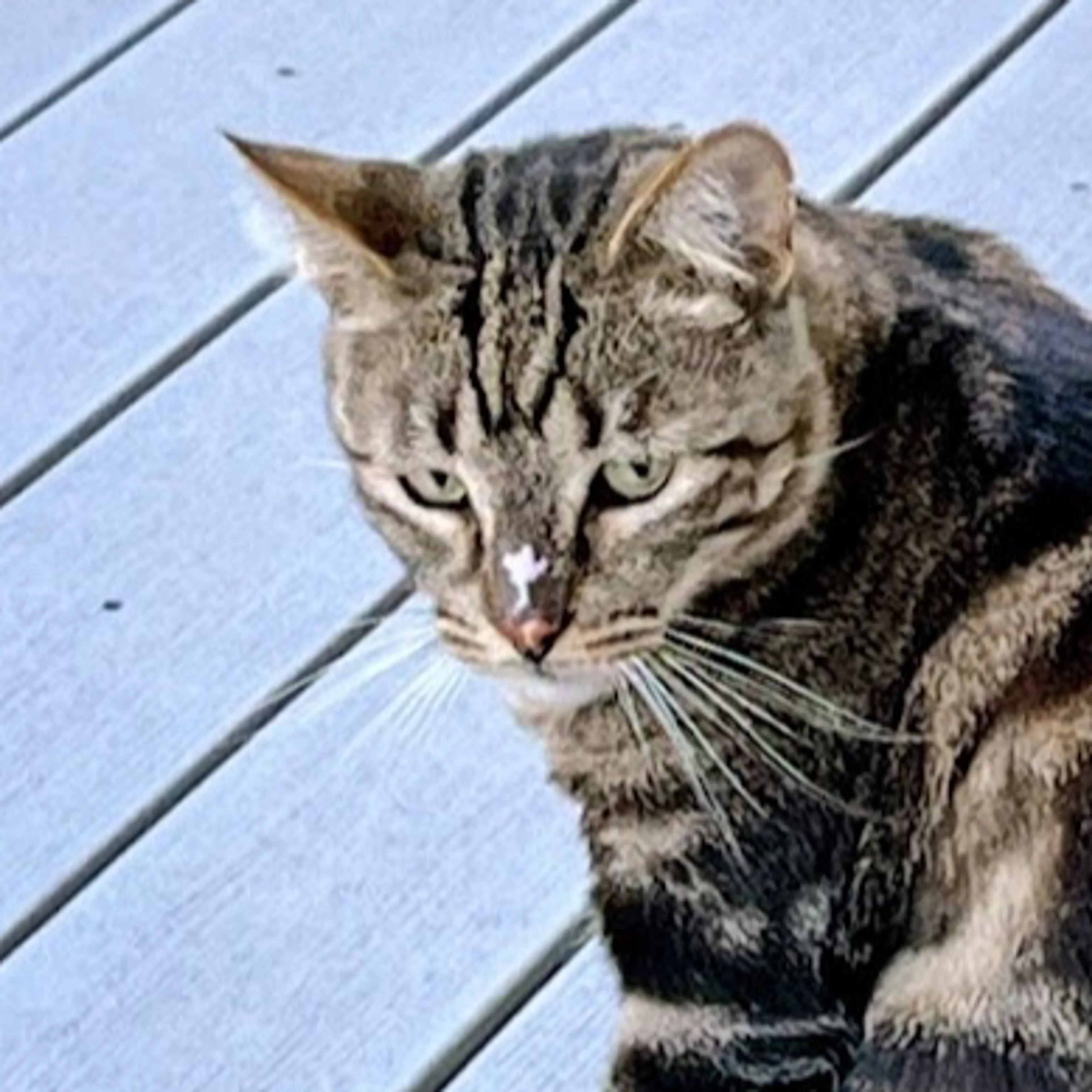 Lost pet-2