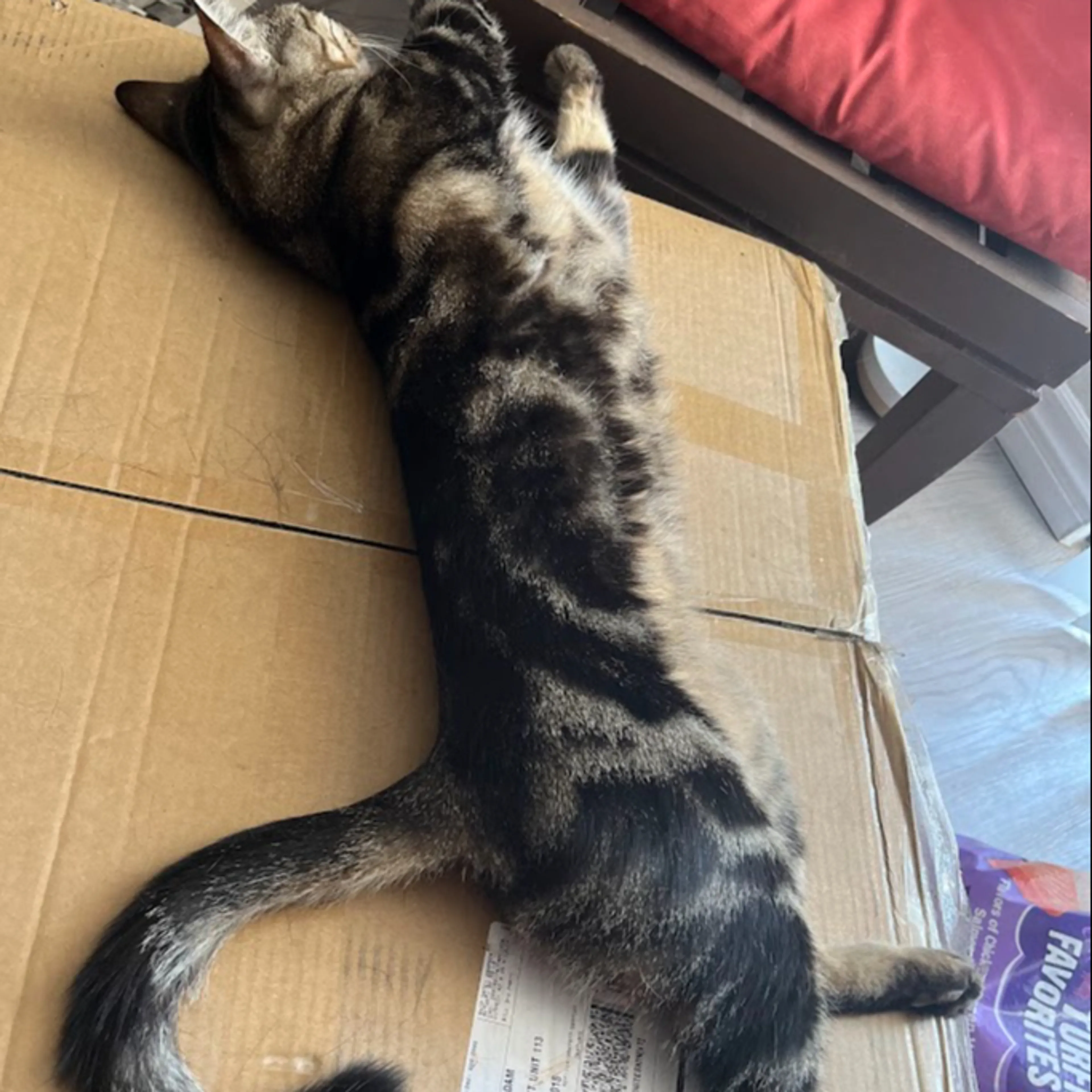 Lost pet-1