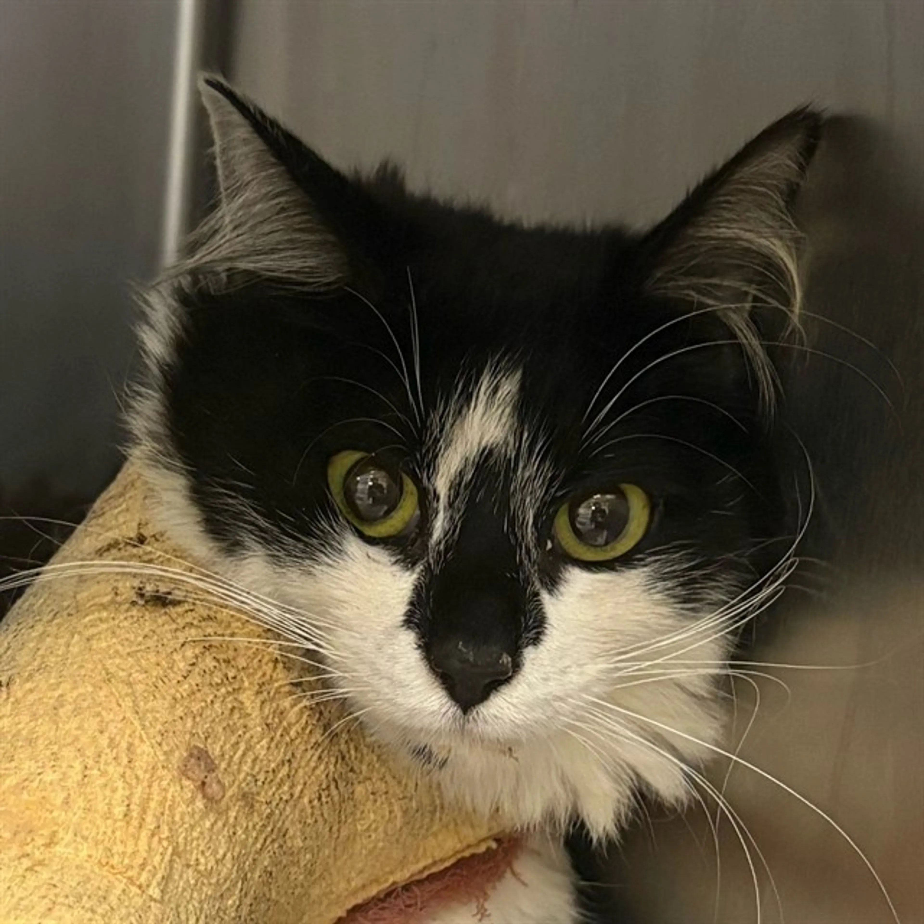 Found pet