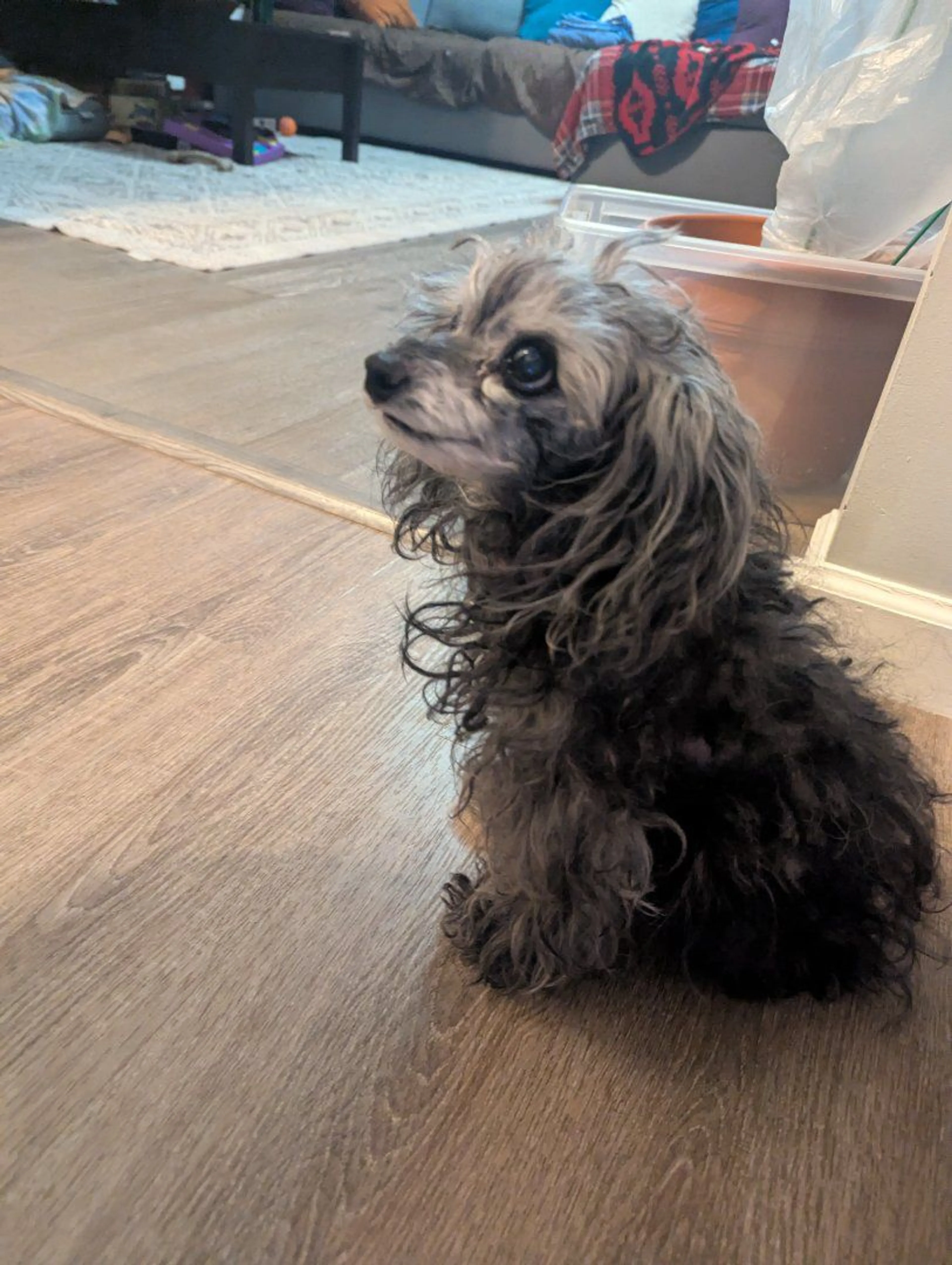Lost pet