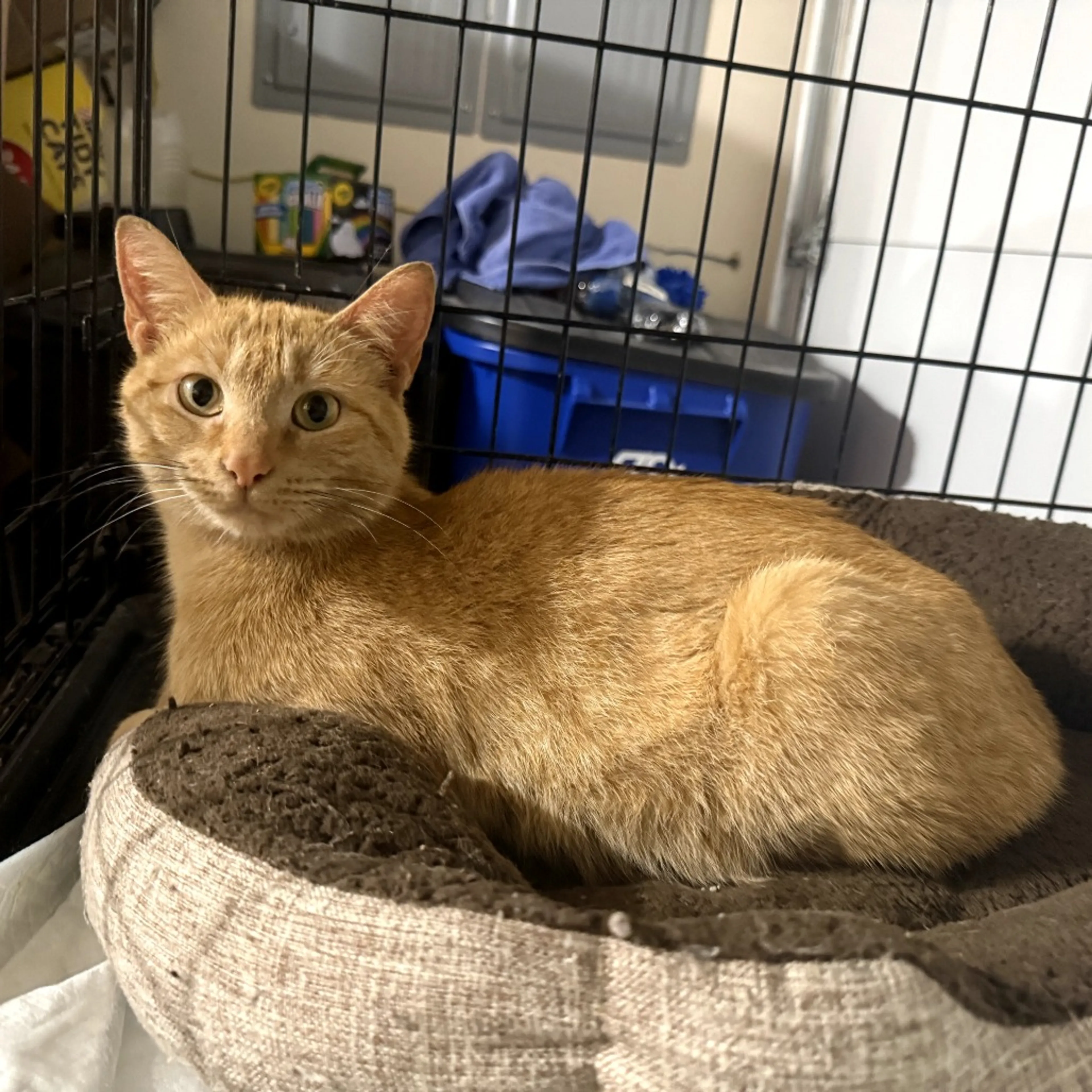 Found pet
