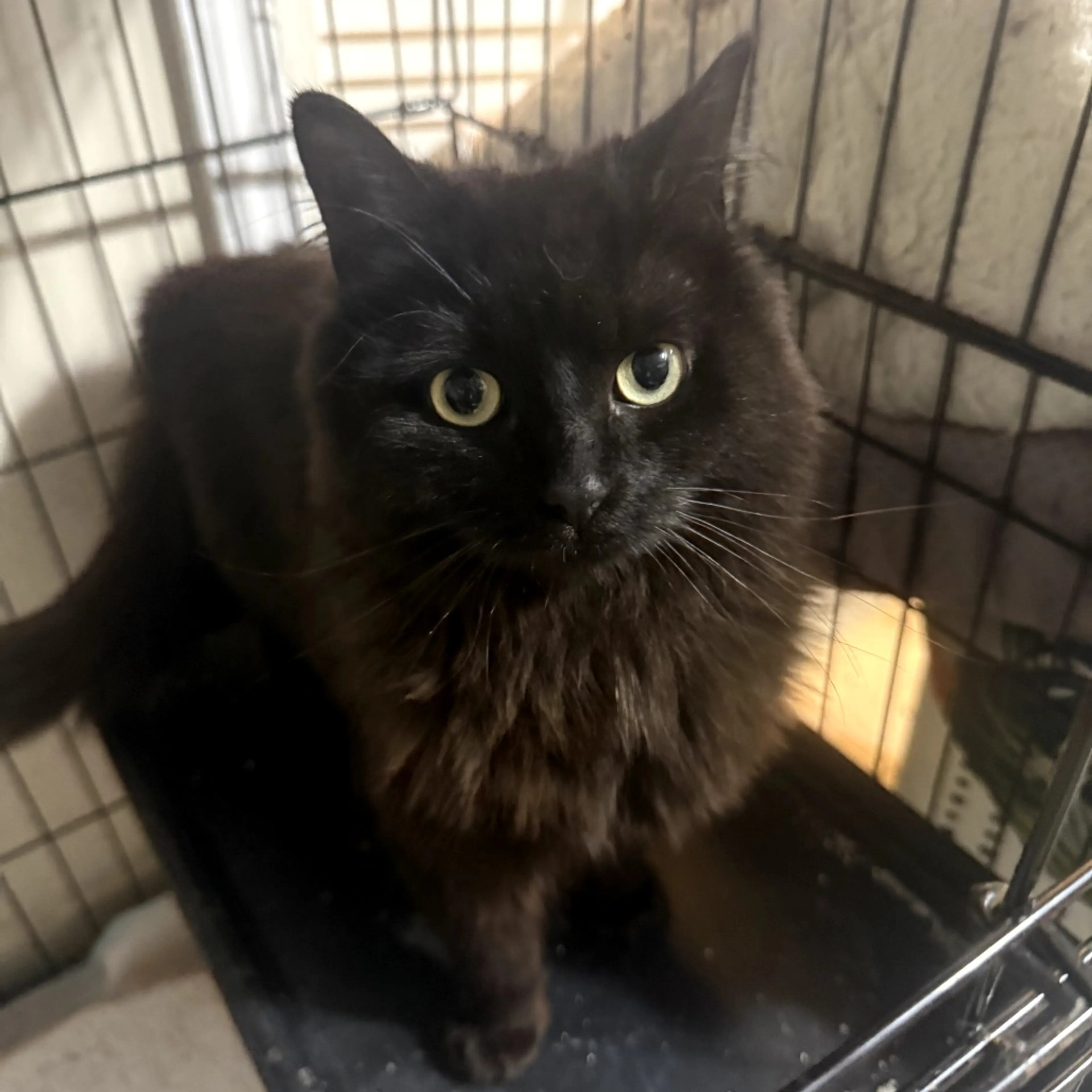 Found pet