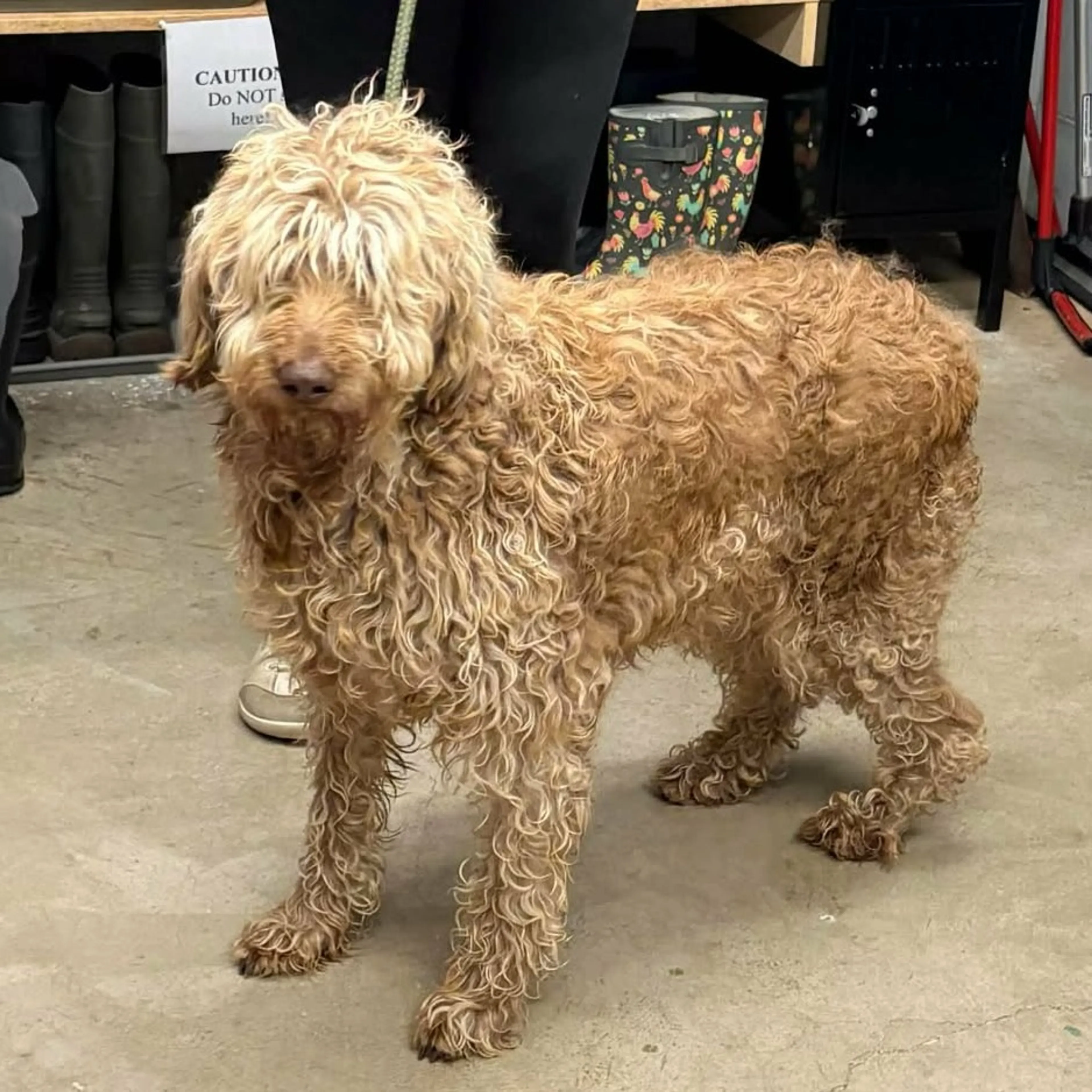 Found pet