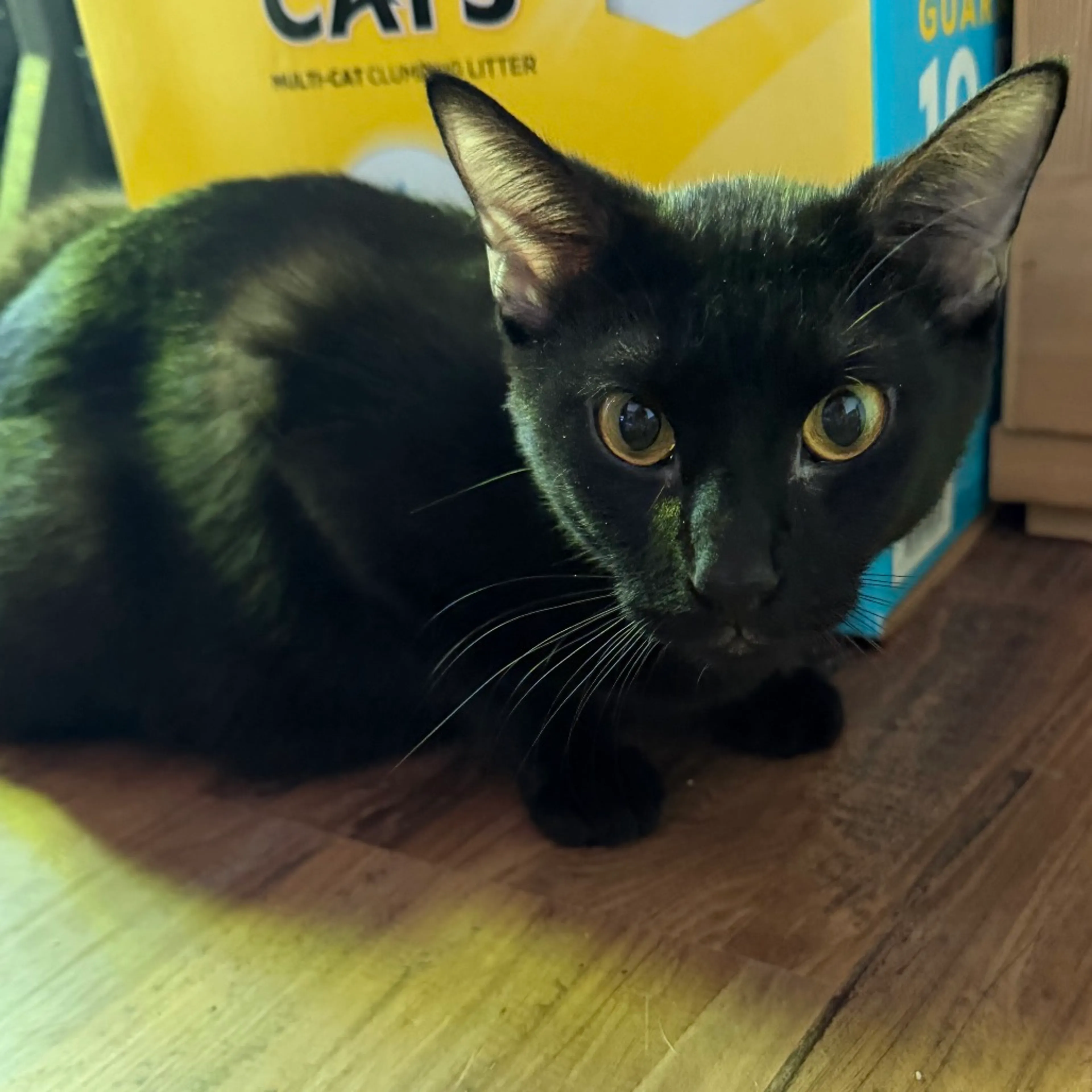 Found pet