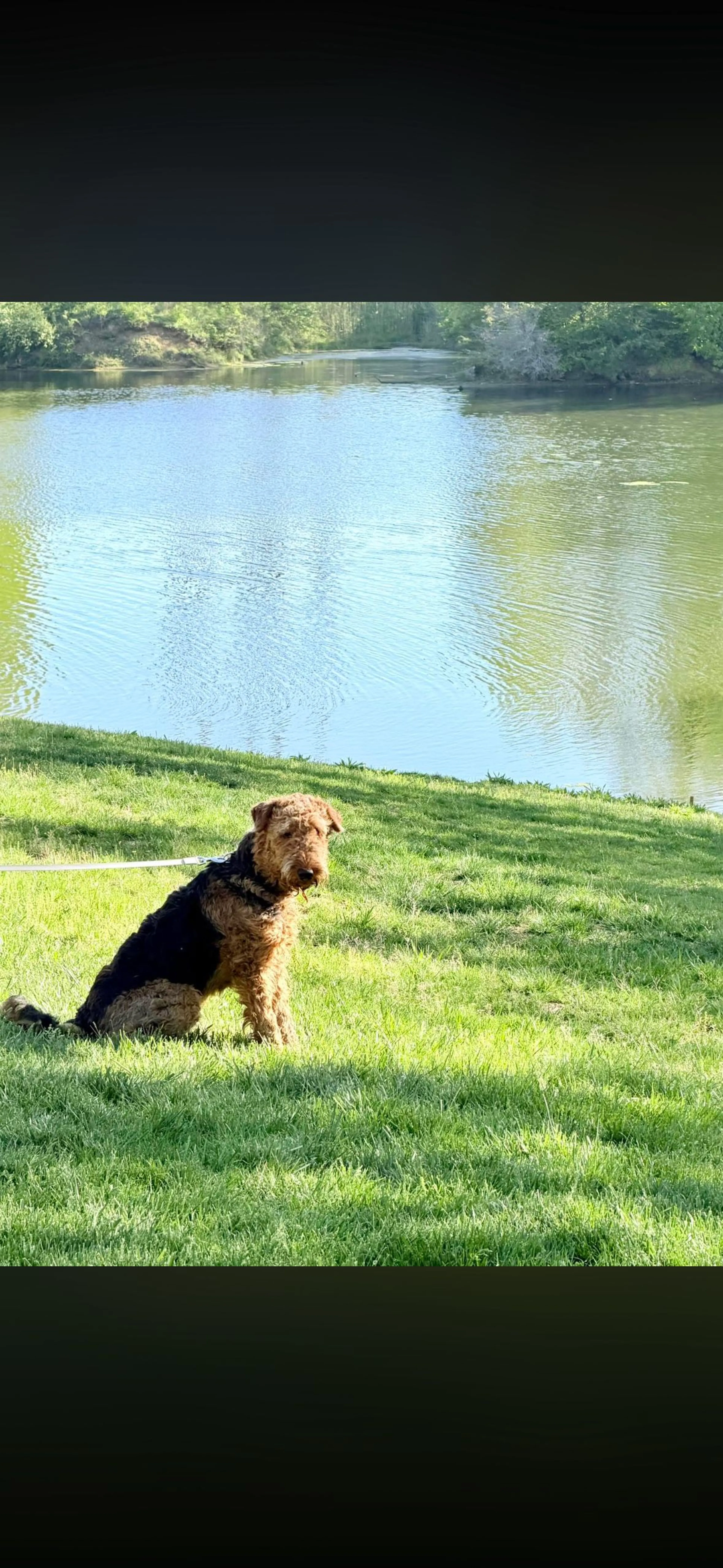 Lost pet-0