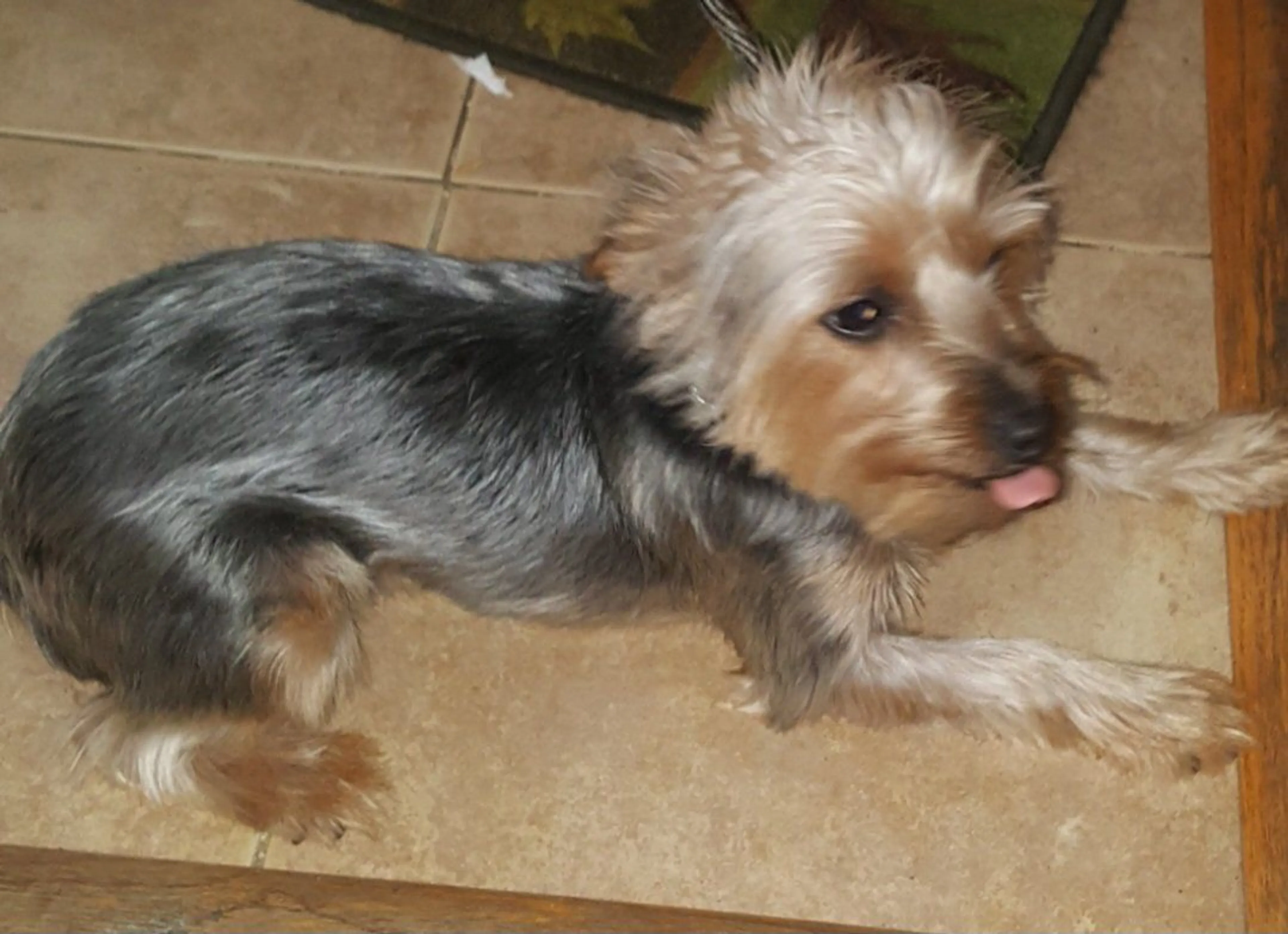 Lost pet