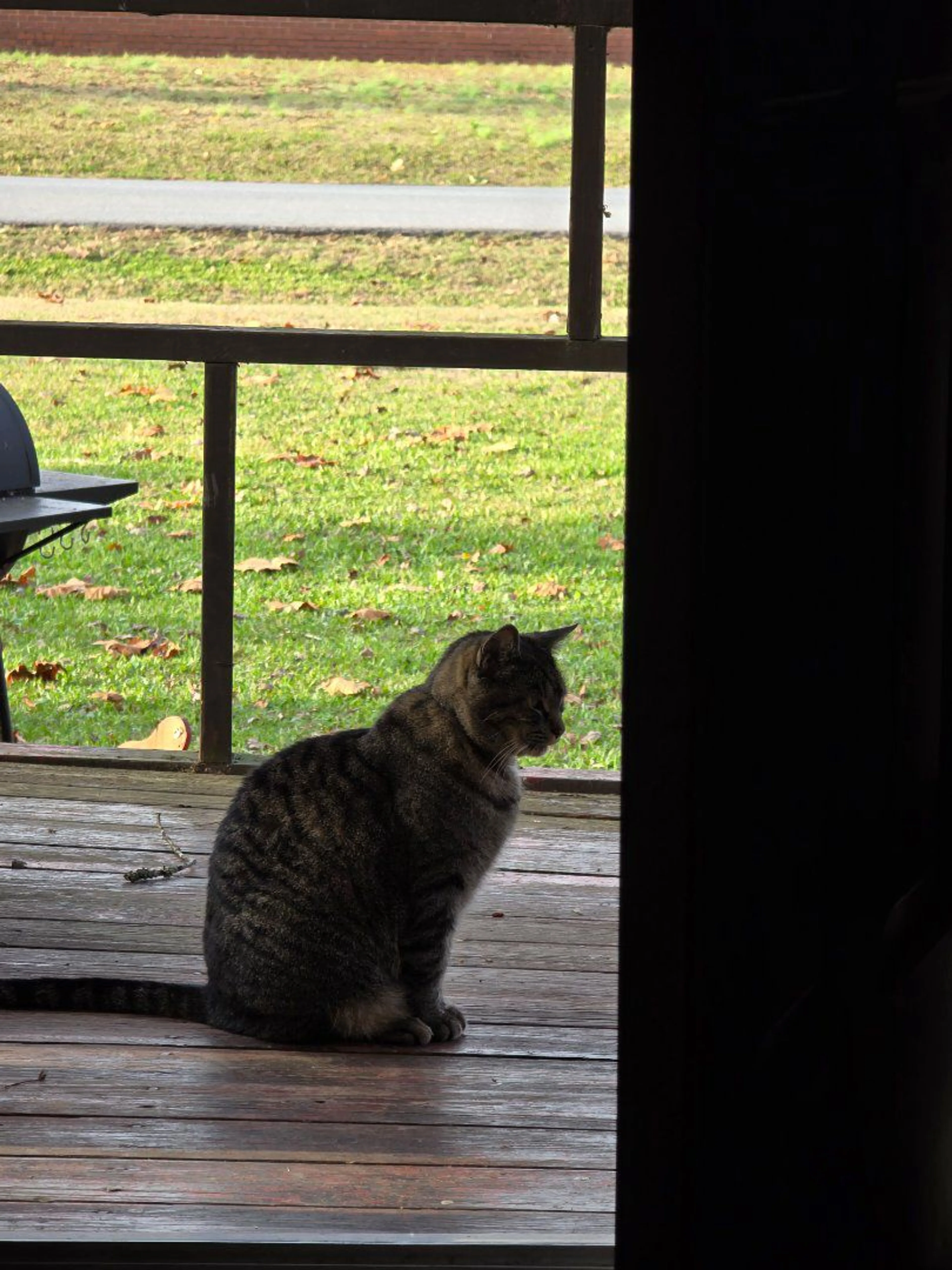 Lost pet-4
