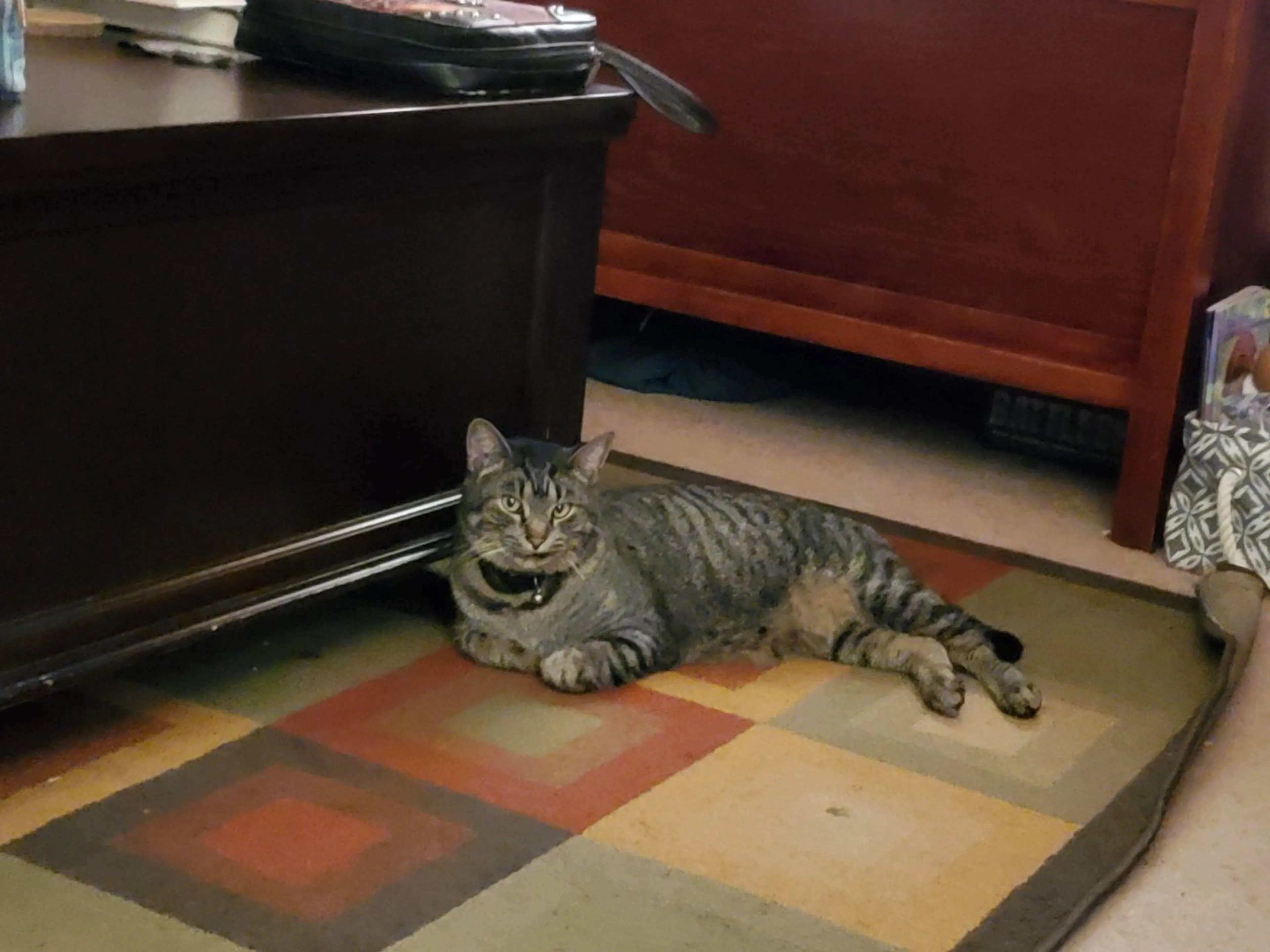 Lost pet-3
