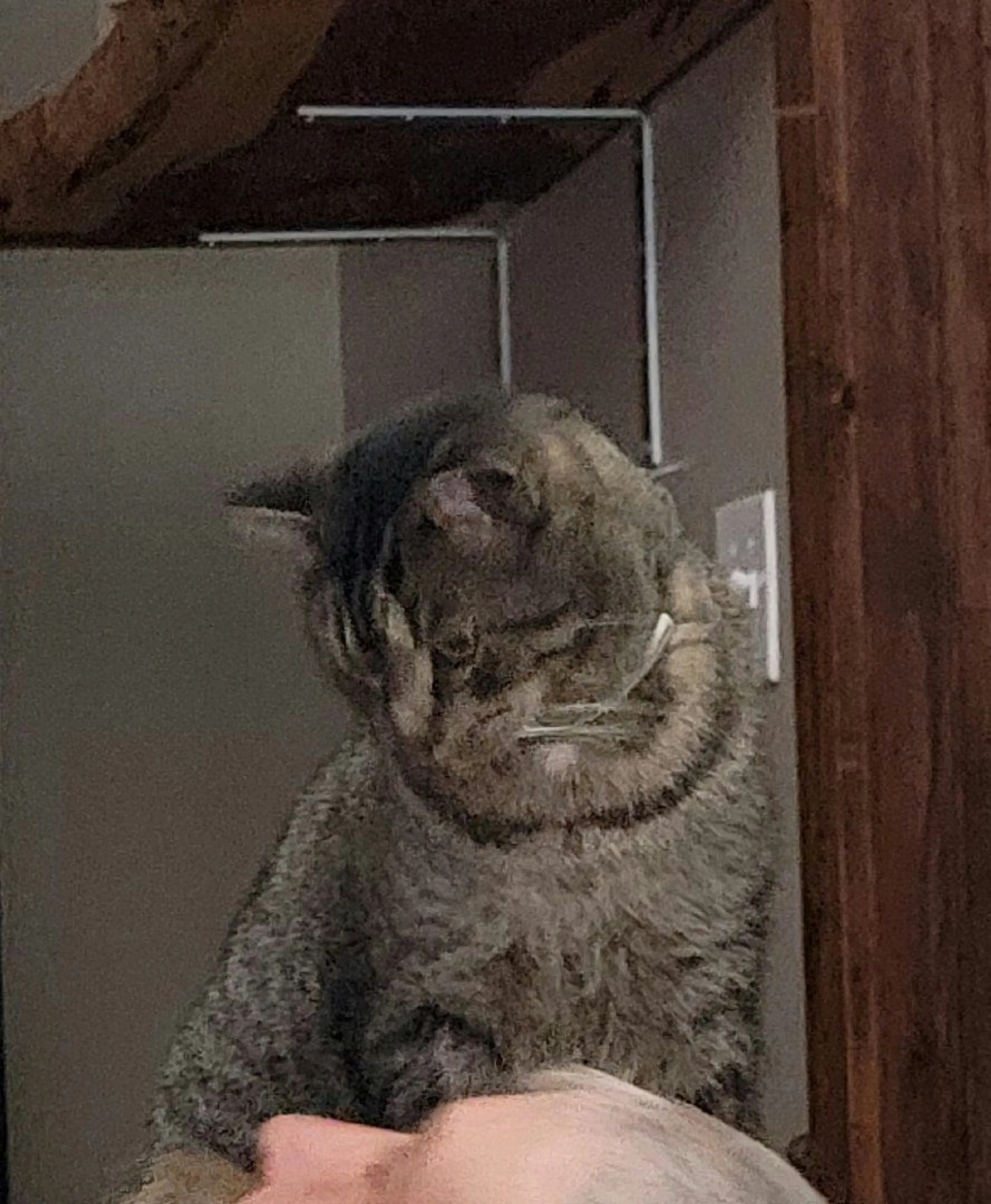 Lost pet-0