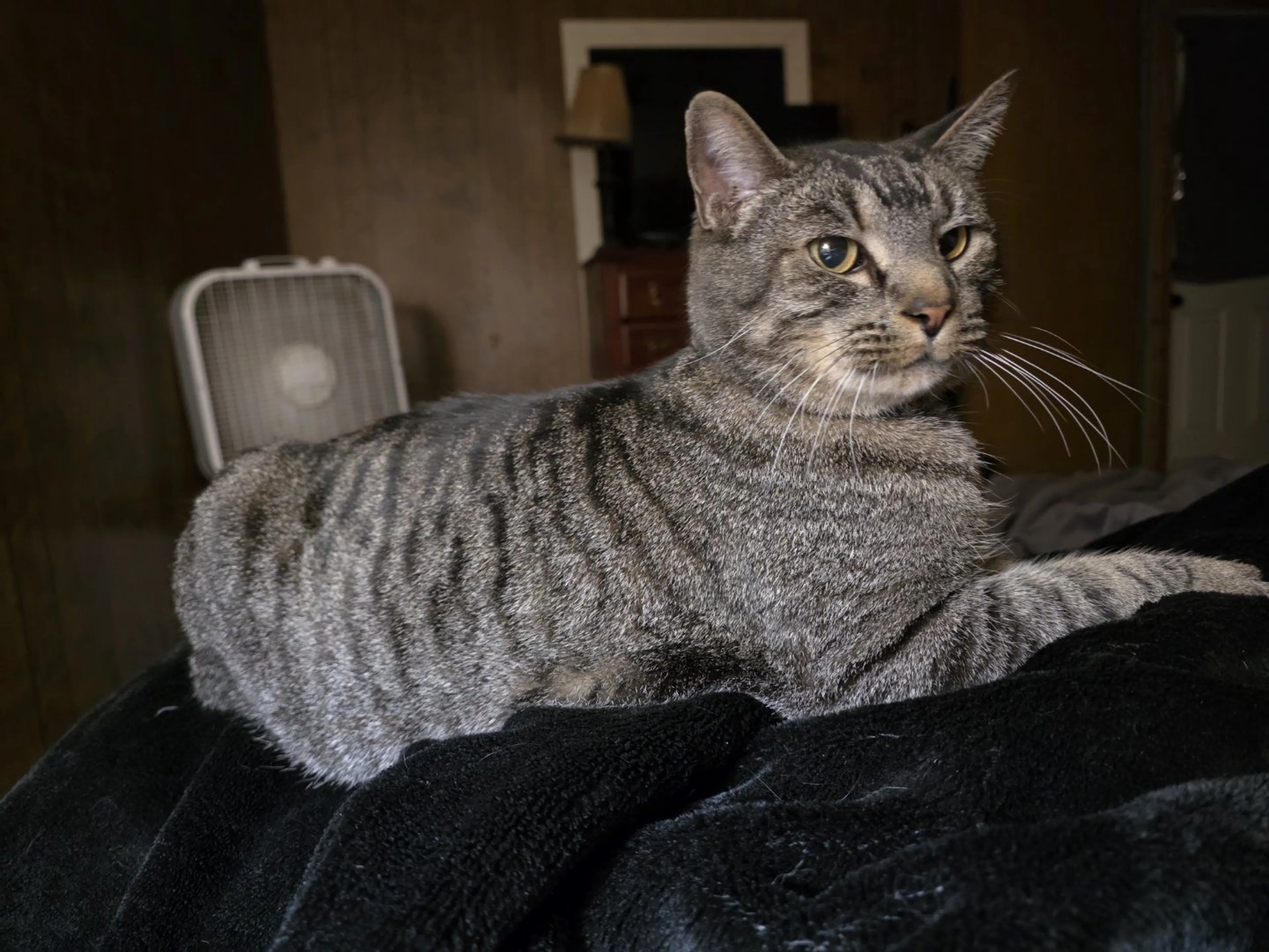Lost pet-2
