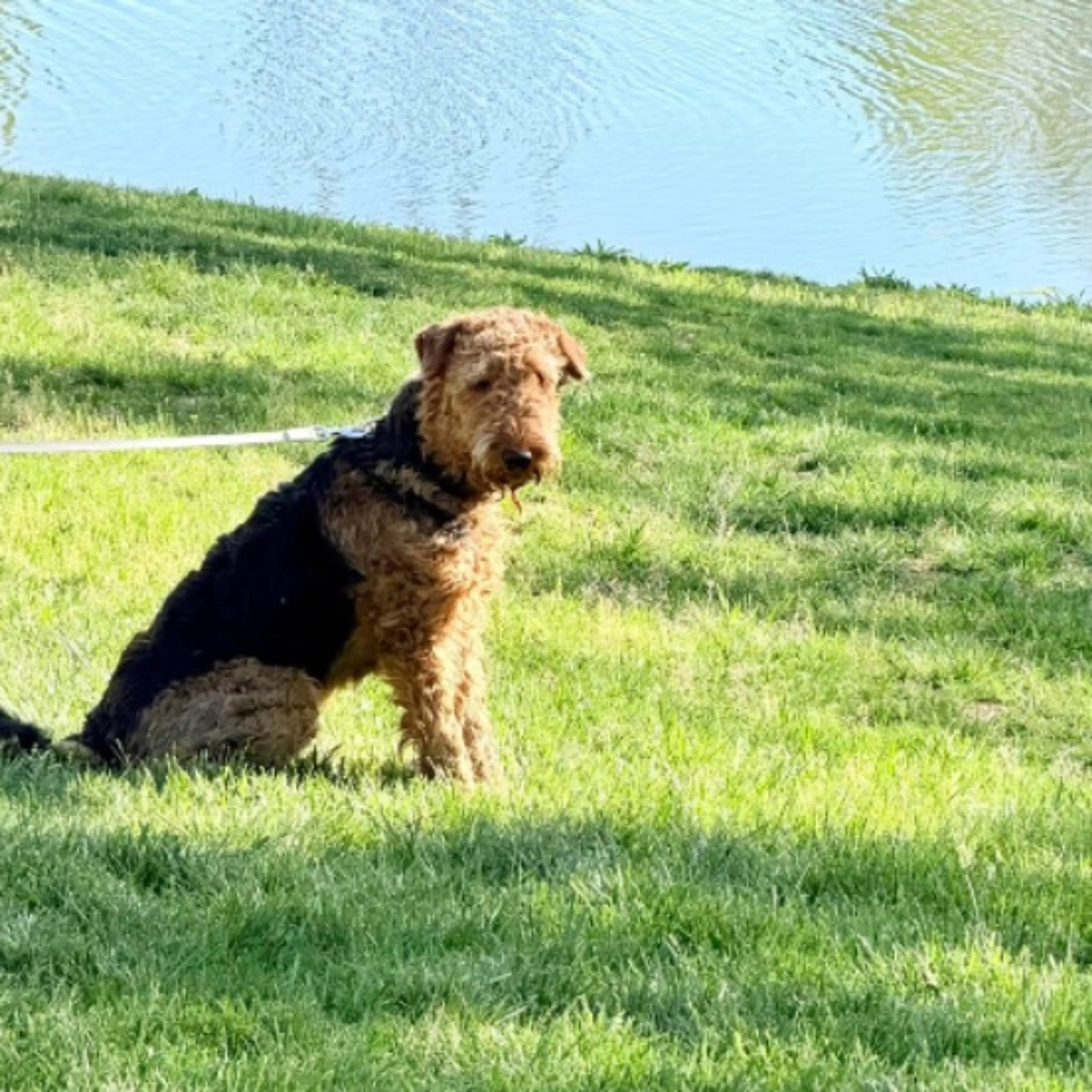 Lost pet