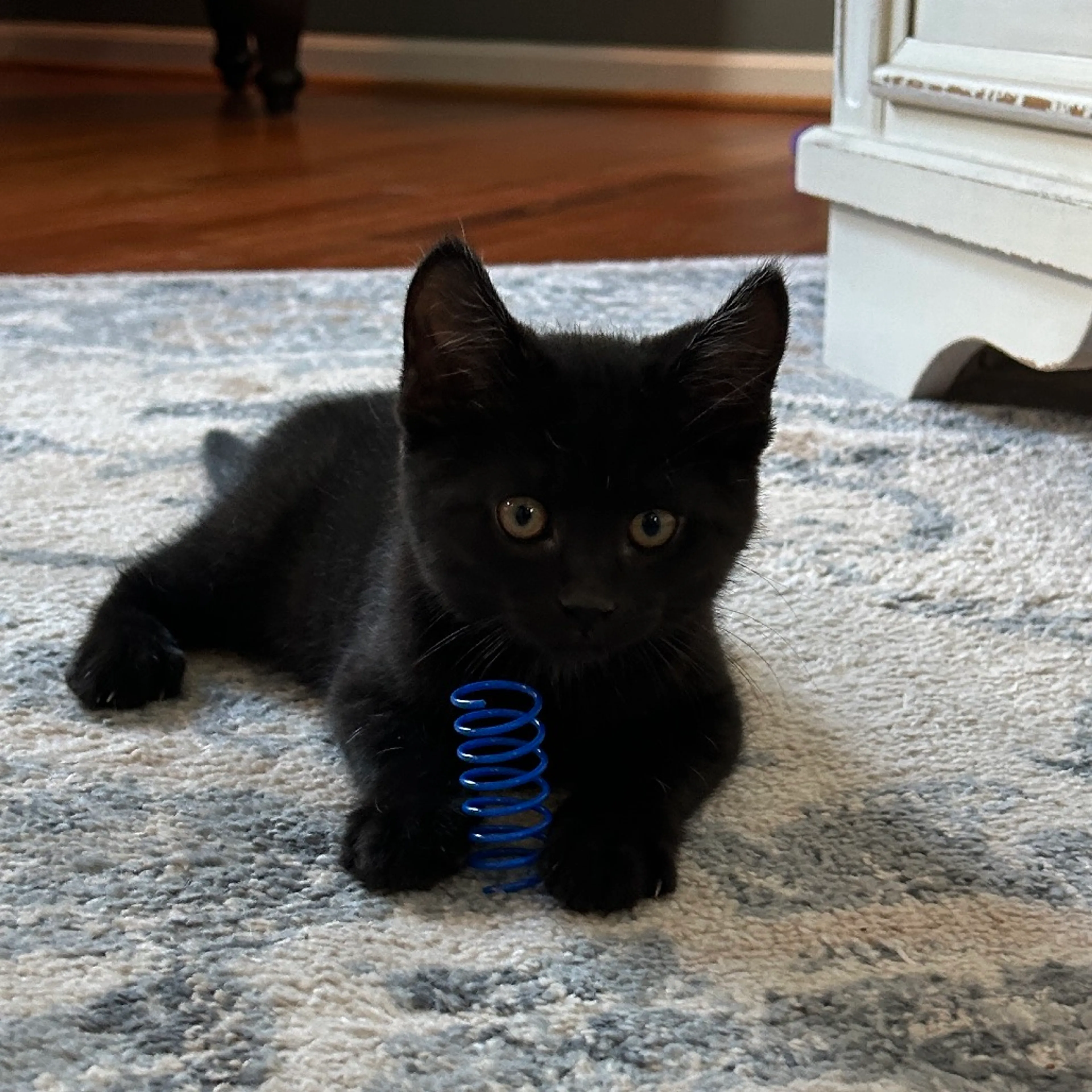 Found pet-0