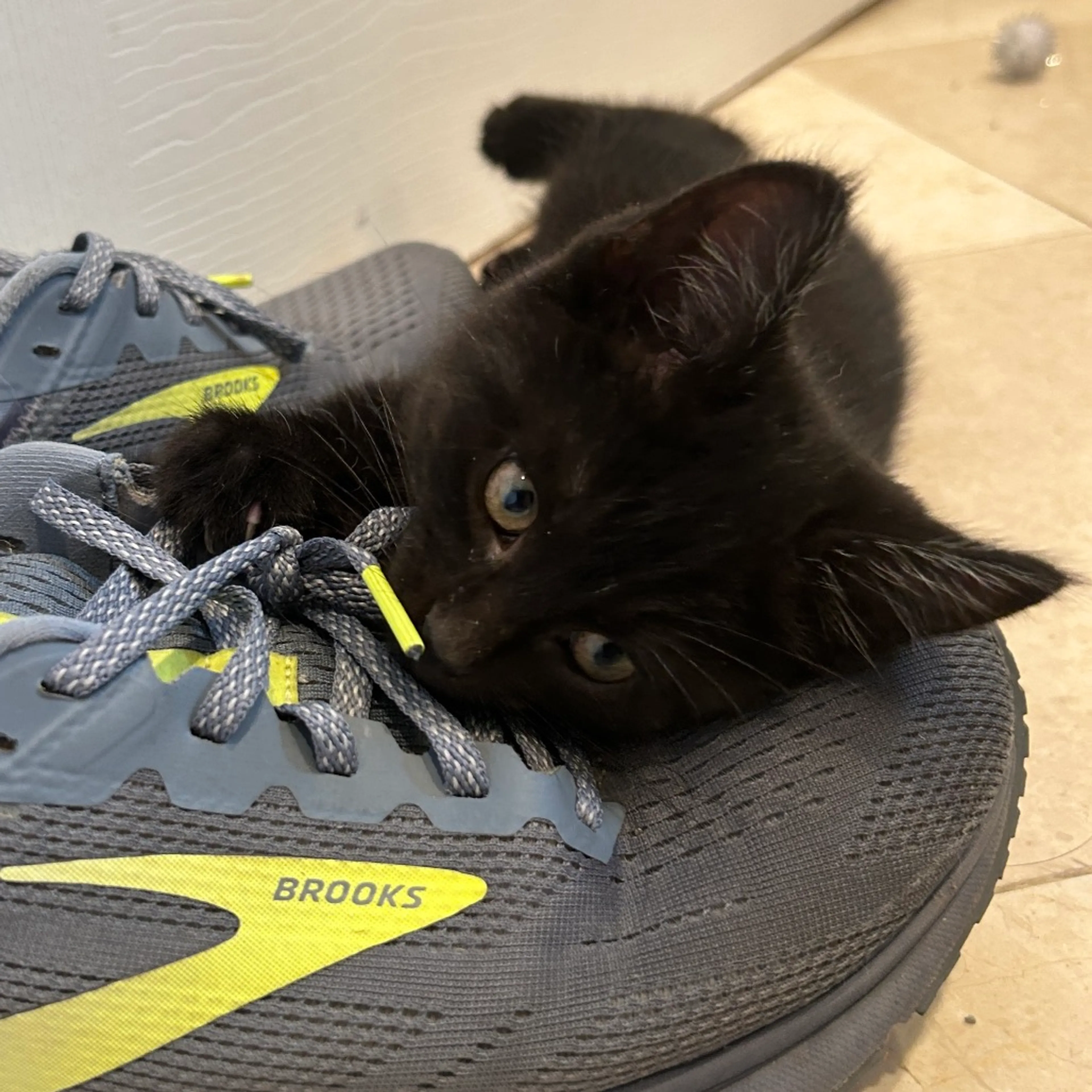 Found pet-1