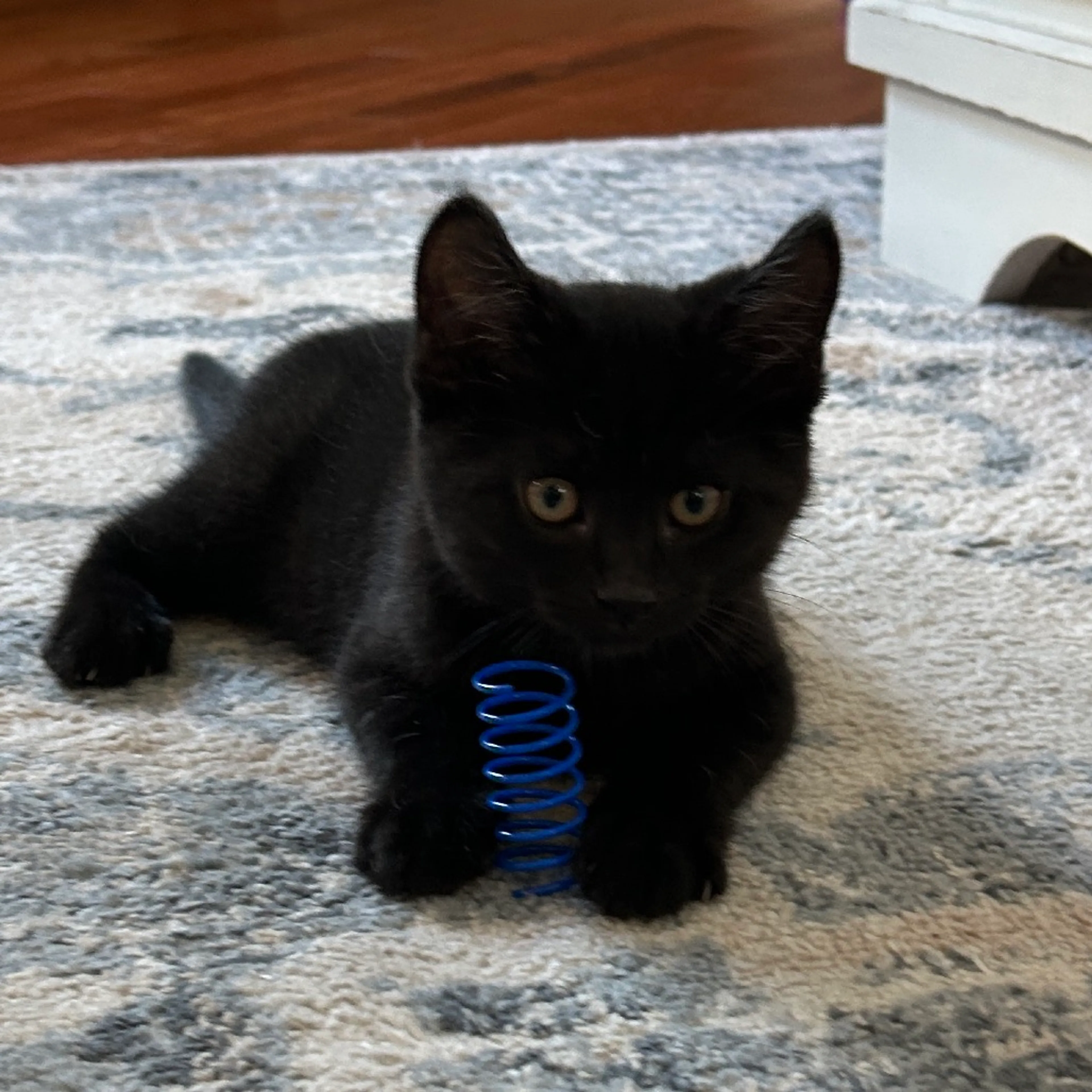 Found pet-3