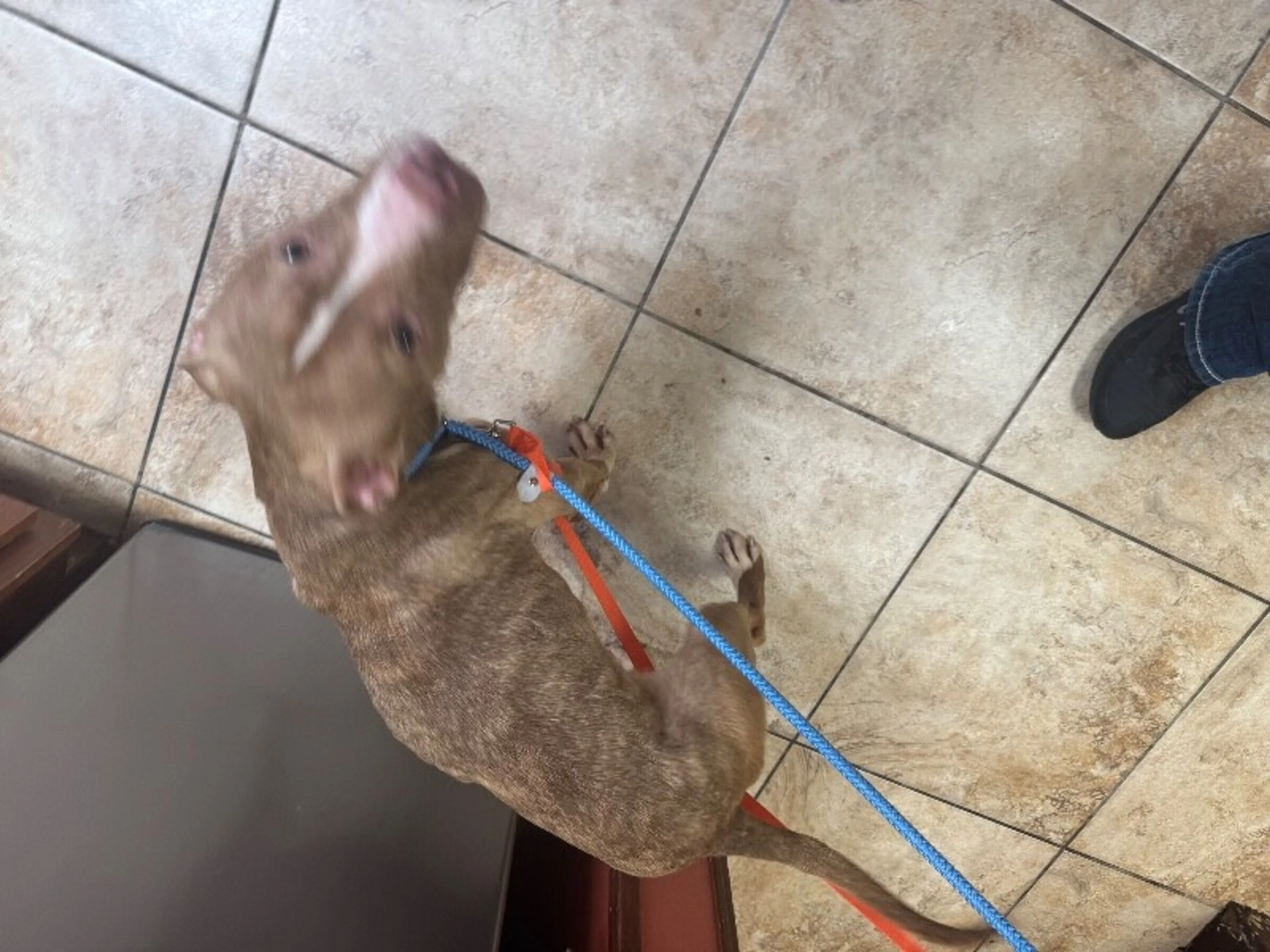 Found pet-1