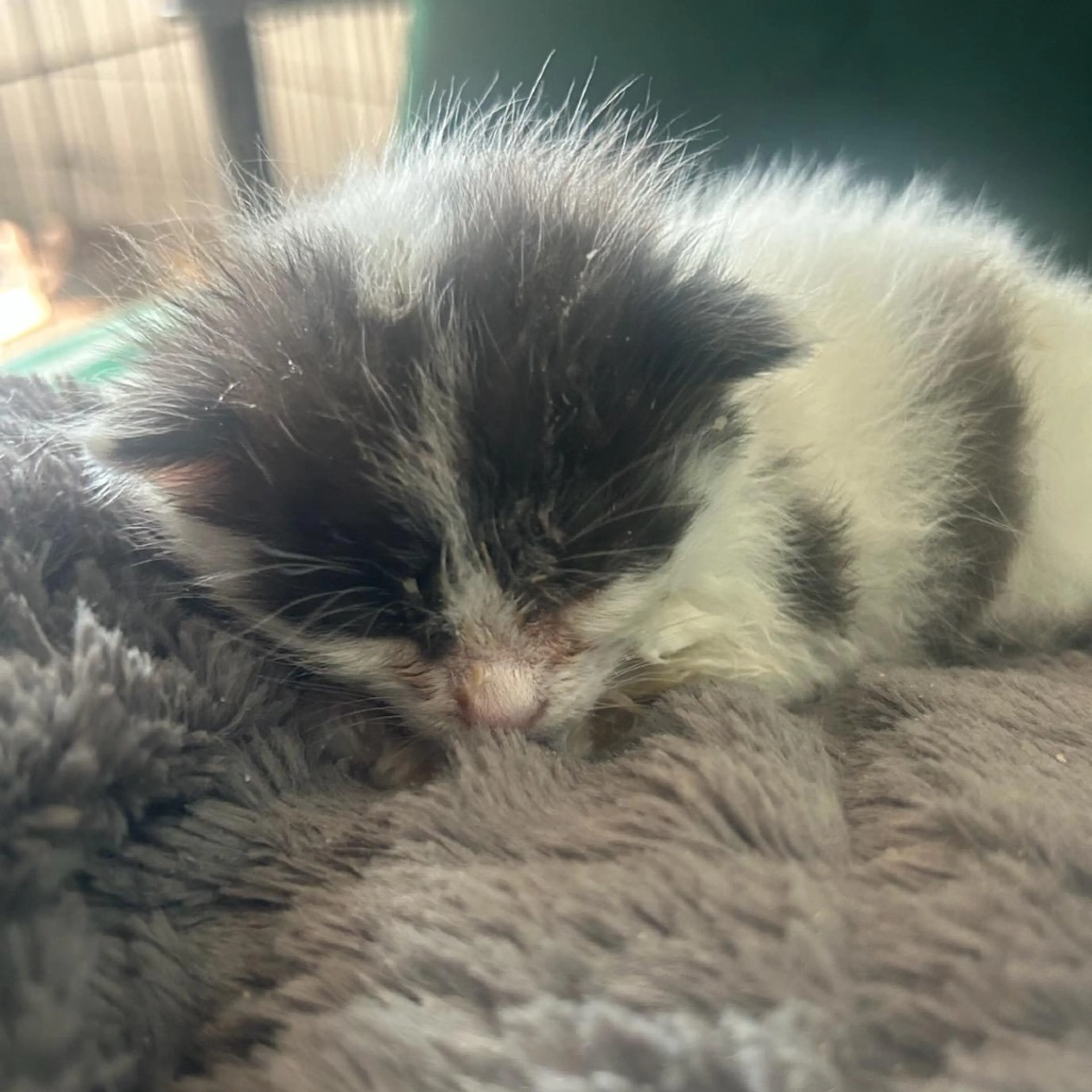 Found pet