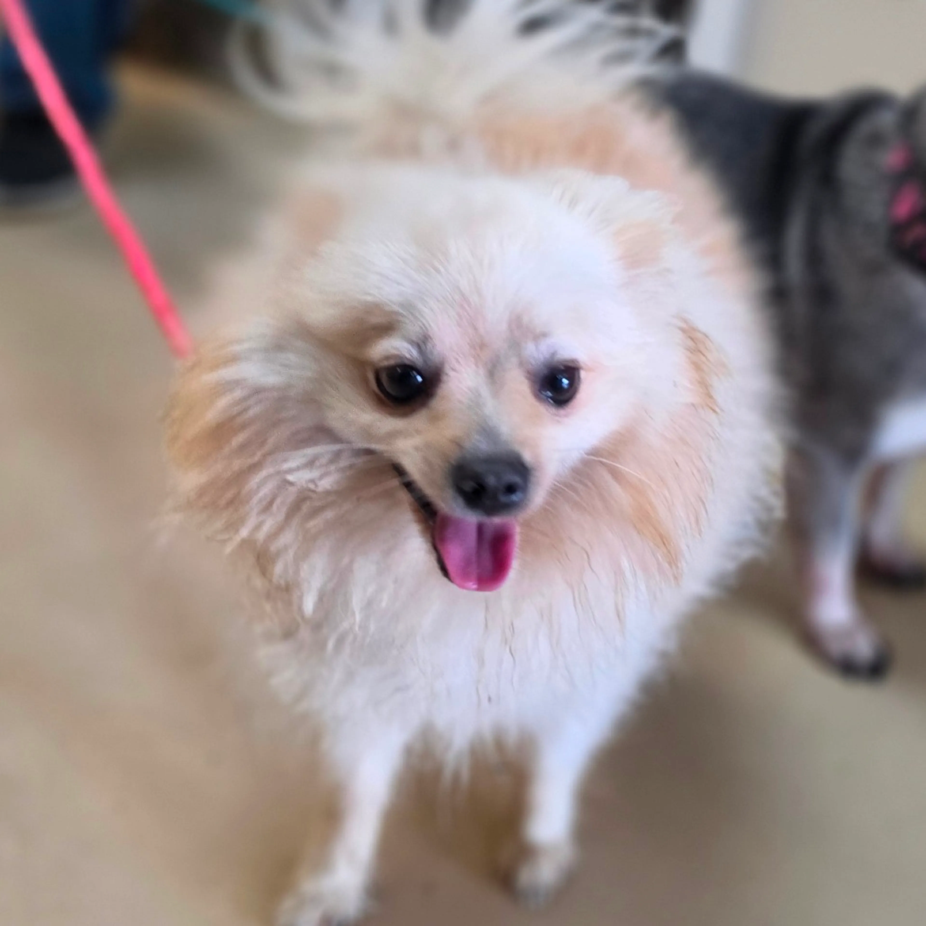 Found pet-3