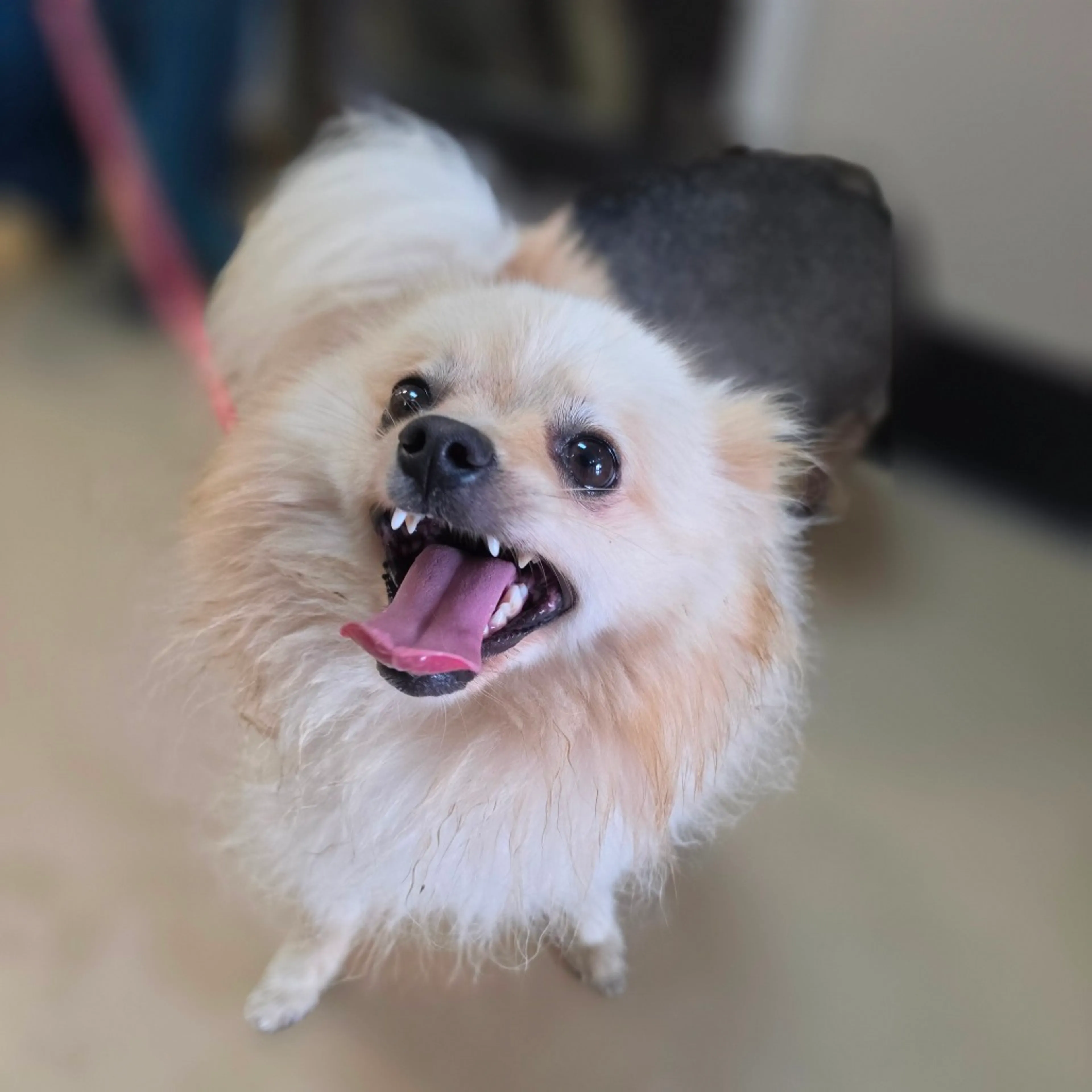 Found pet-2