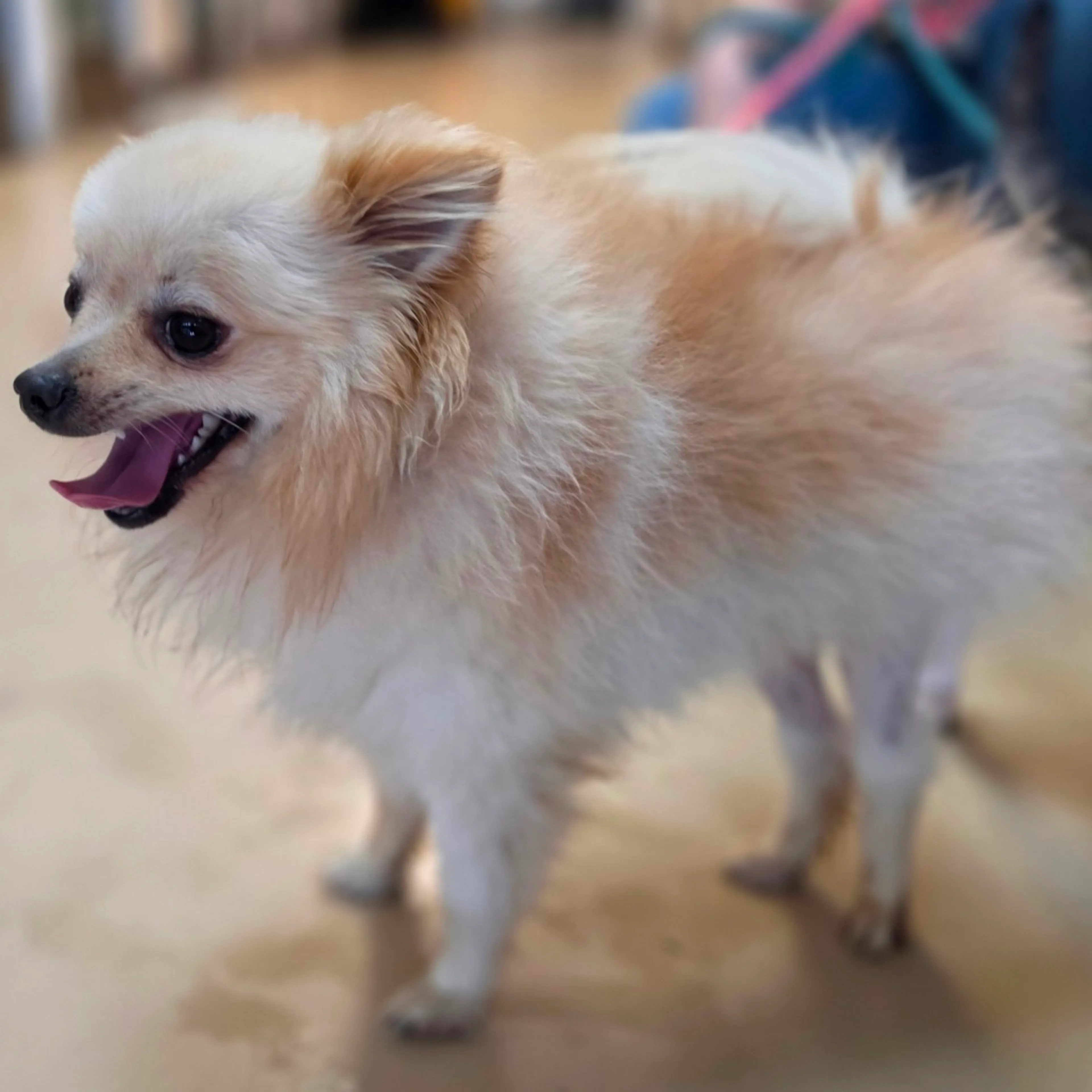 Found pet-4